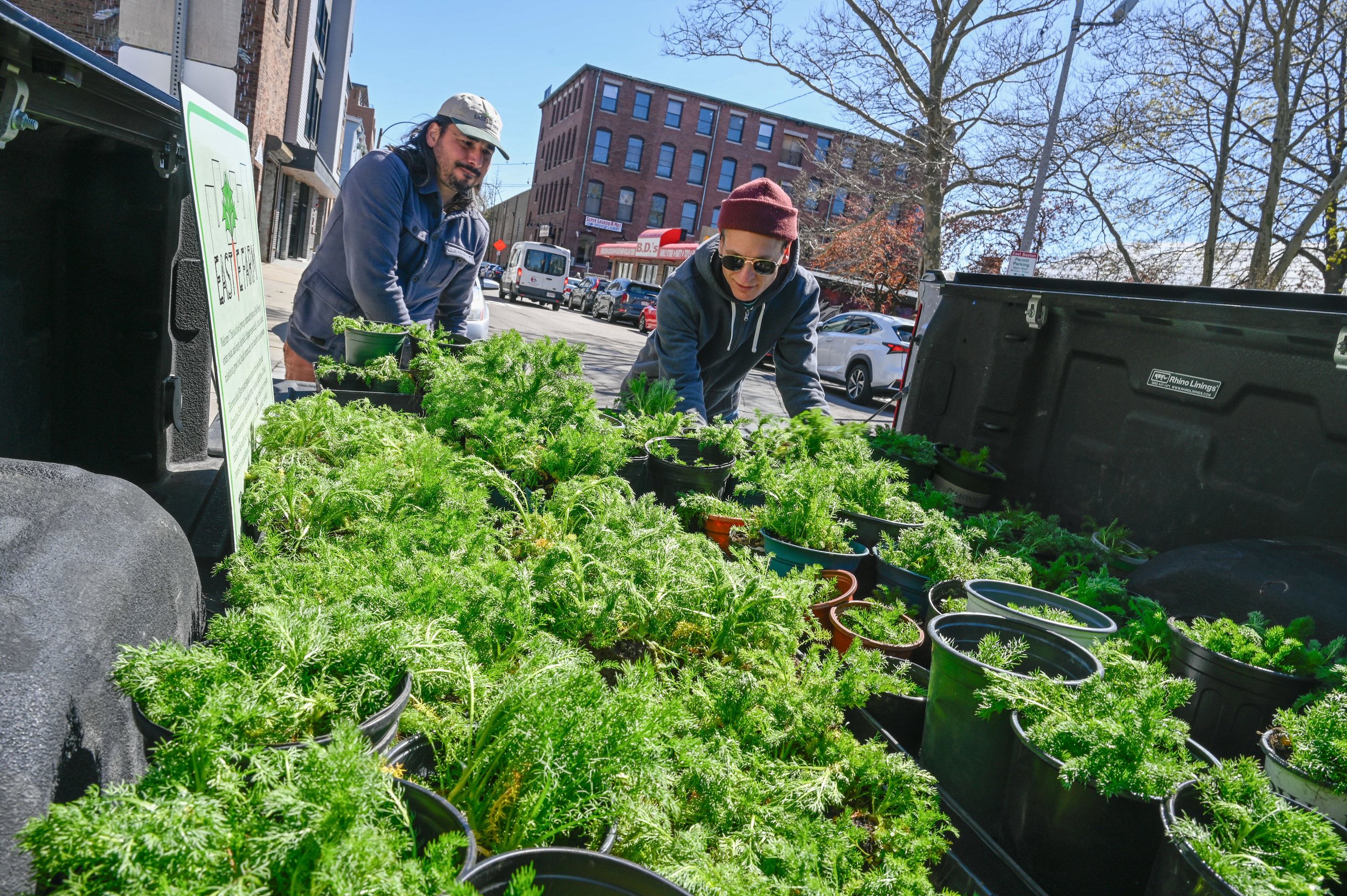 East Boston, MA: April 22, 2024 - Roberto Gomez, Eastie Farm's Volunteer Coordinator and Event Facilitator, and Bryan, a frequent volunteer, fill a truck bed to the brim with chamomile grown at "Our Garden."