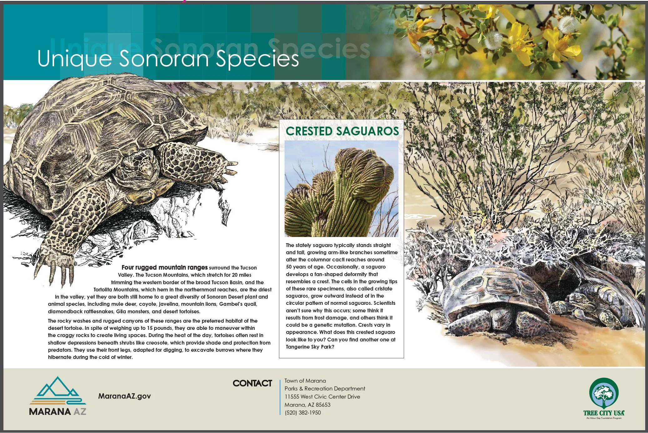 Unique Sonoran Species sign from Tangerine Sky Park