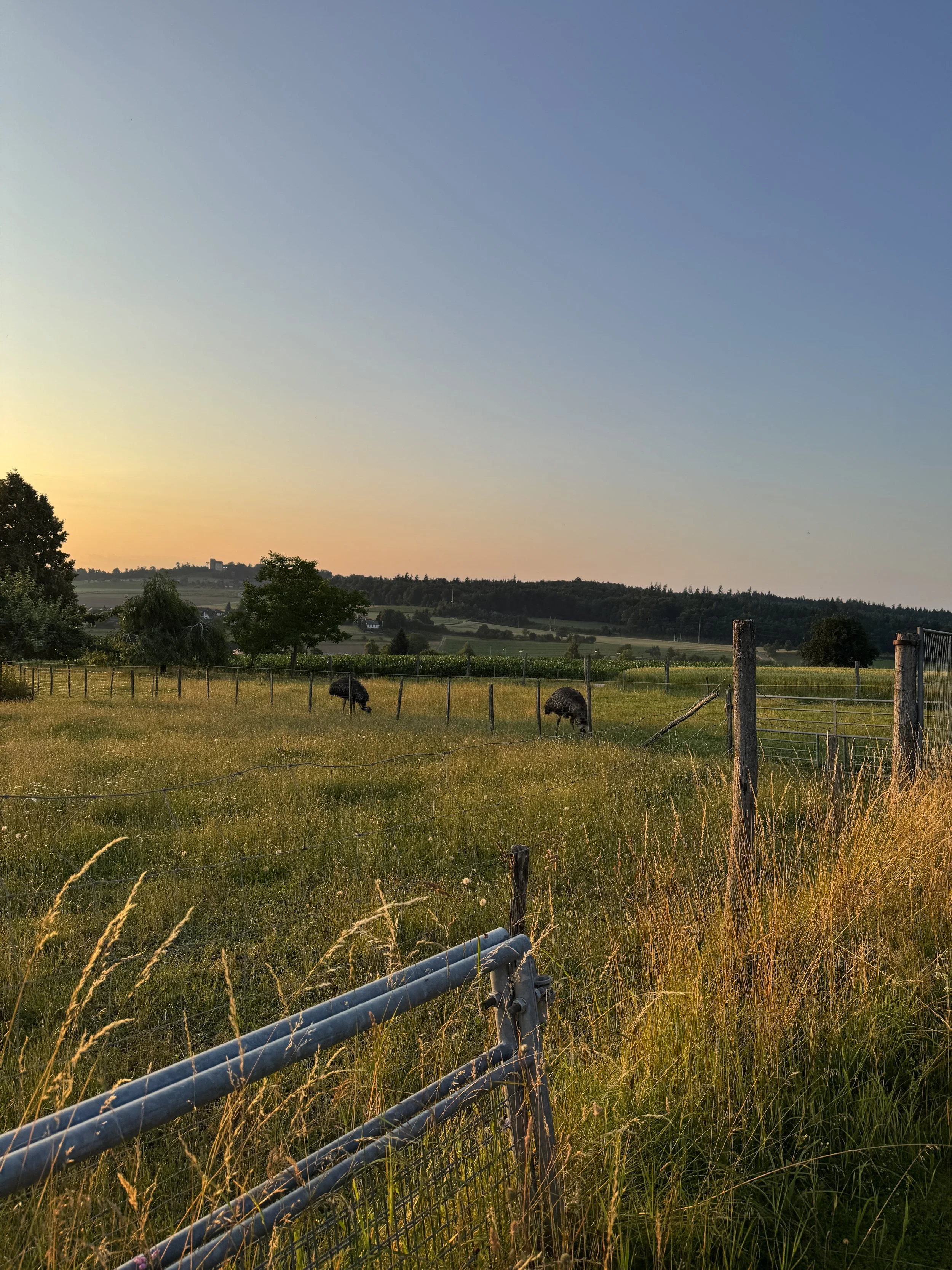 IMG_6027.jpeg