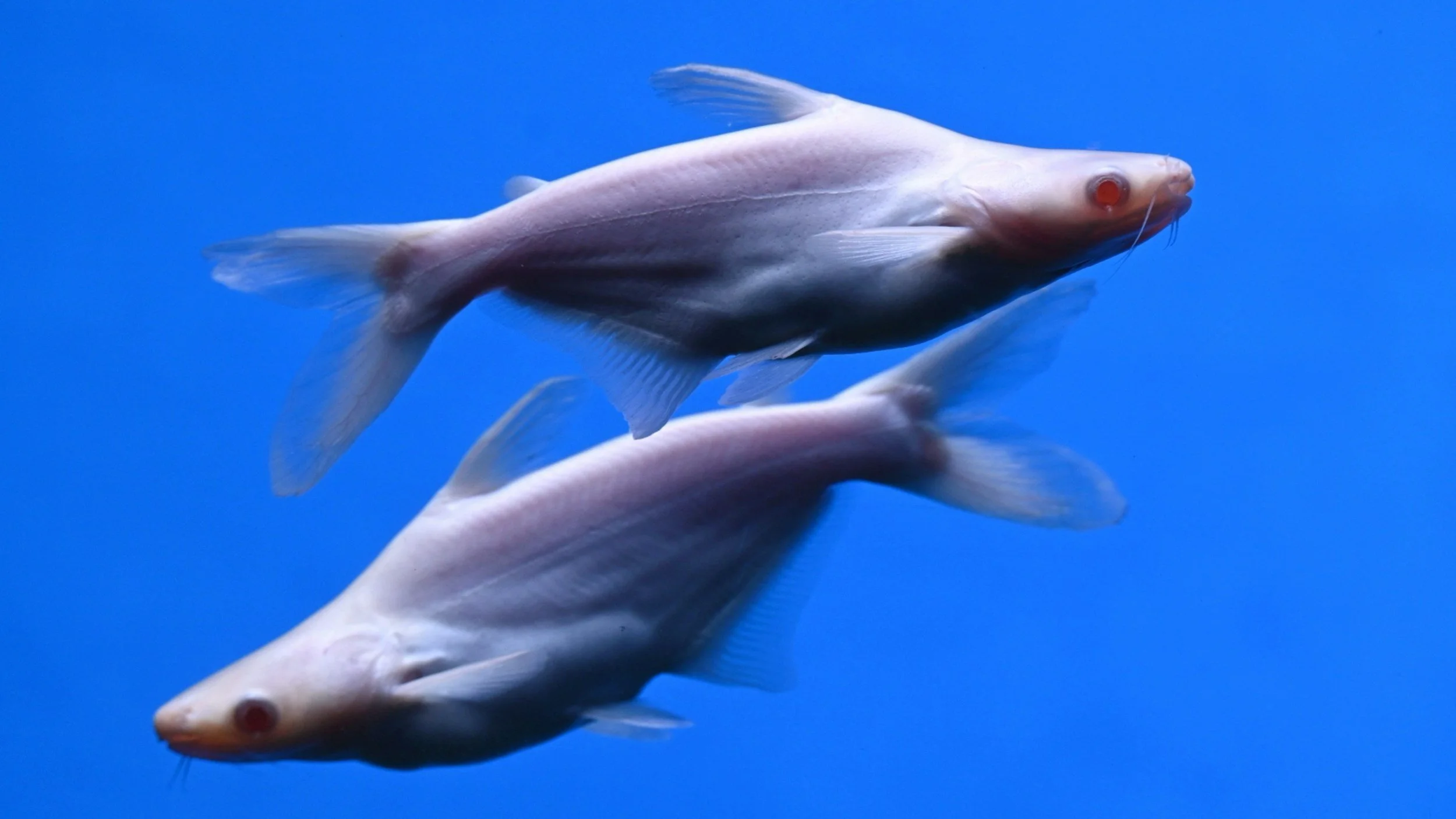 Two fish moving in opposite directions with a blue background