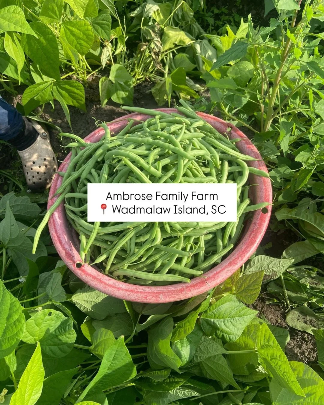 A great meal starts with great ingredients! From organic produce to sustainable seafood, we&rsquo;re committed to sourcing fresh and local &mdash; always! 

Swipe 👉 to explore some of the incredible purveyors we&rsquo;re proud to partner with and su