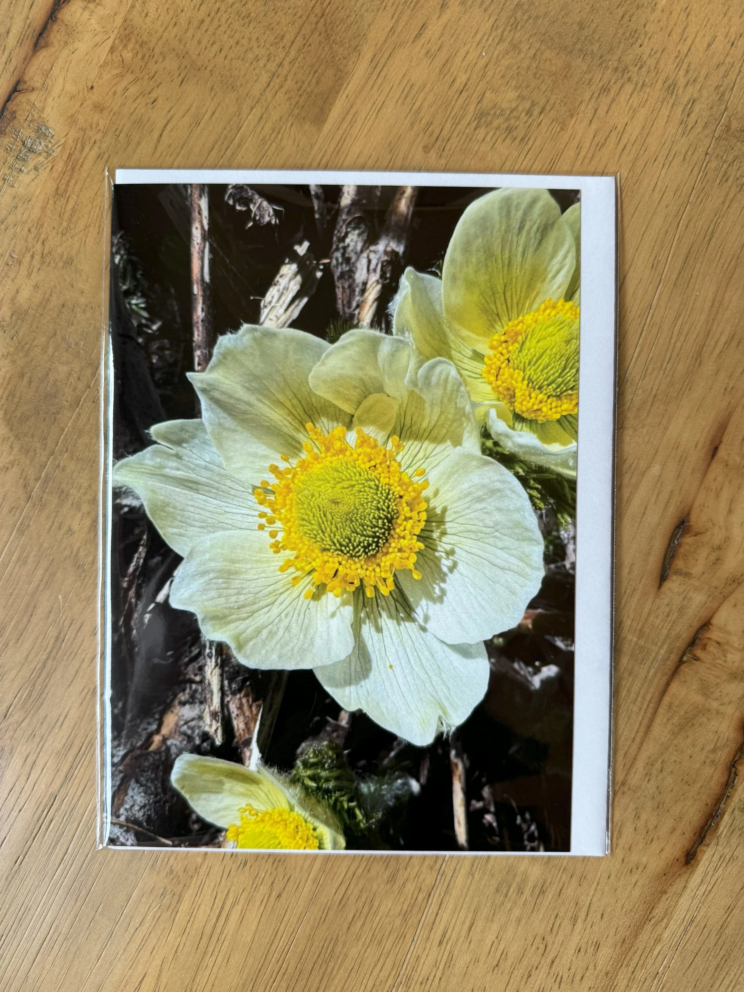Note Card: Western Pasque Flower