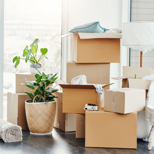 Several packed moving boxes and a potted plant inside a room near a window.