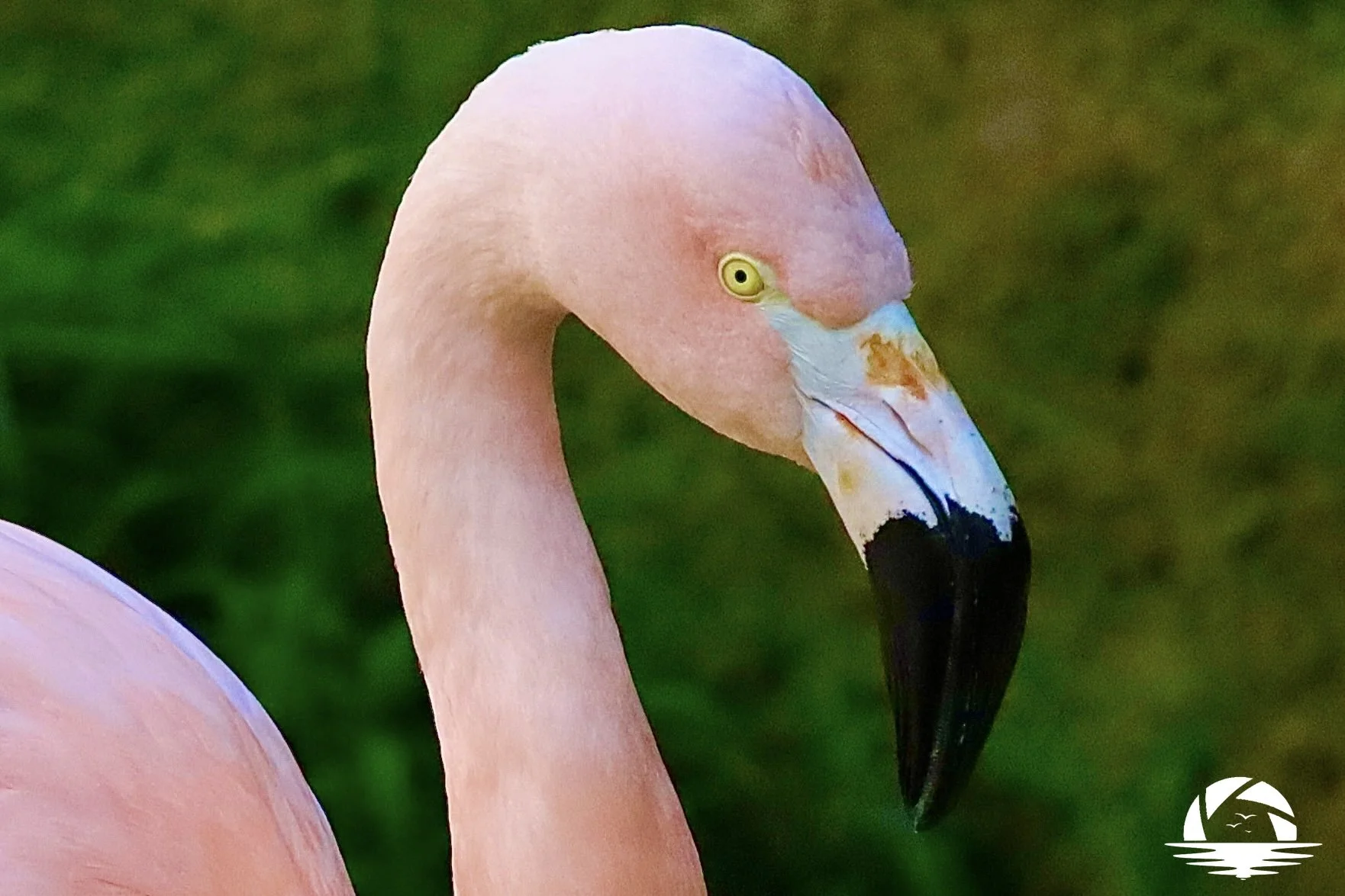 Hawaiian Bird #19