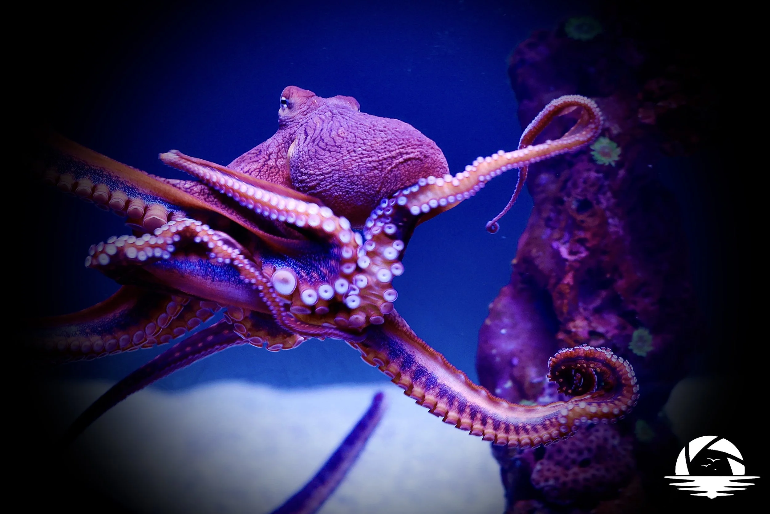 Hawaiian Sealife #2
