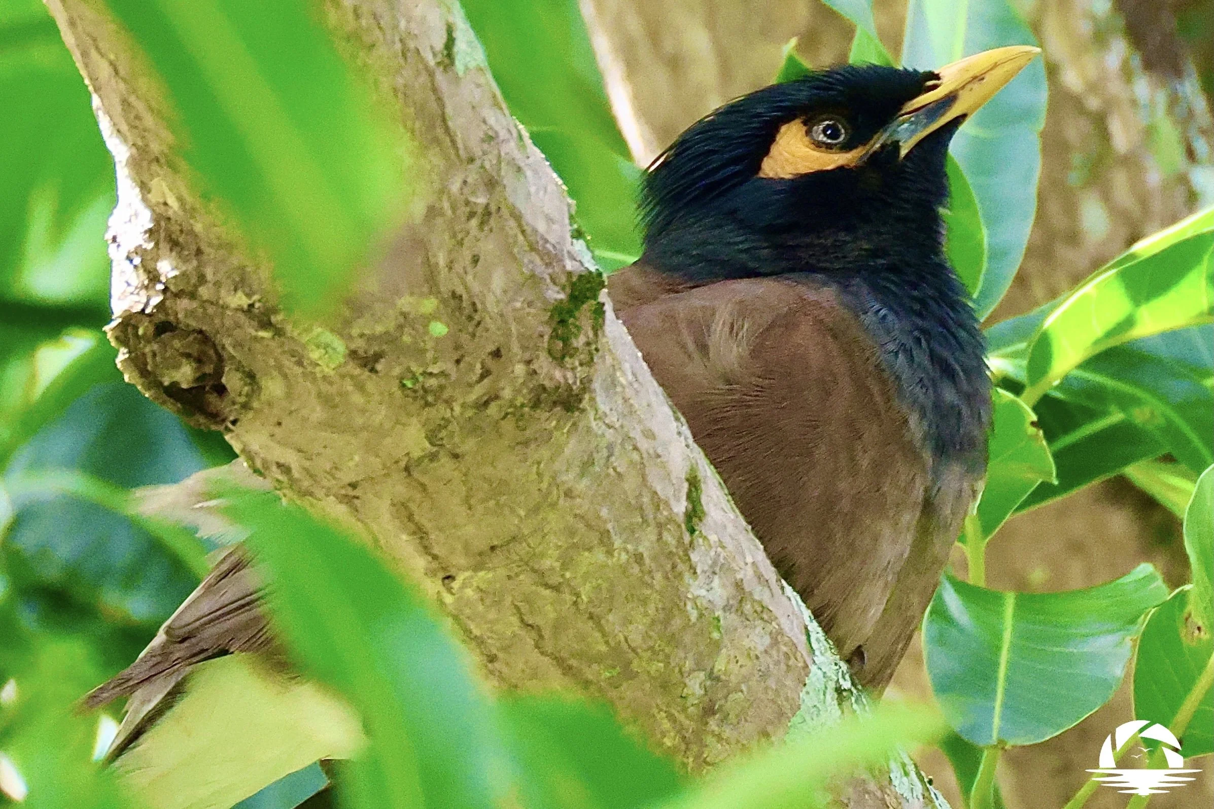 Hawaiian Bird #10