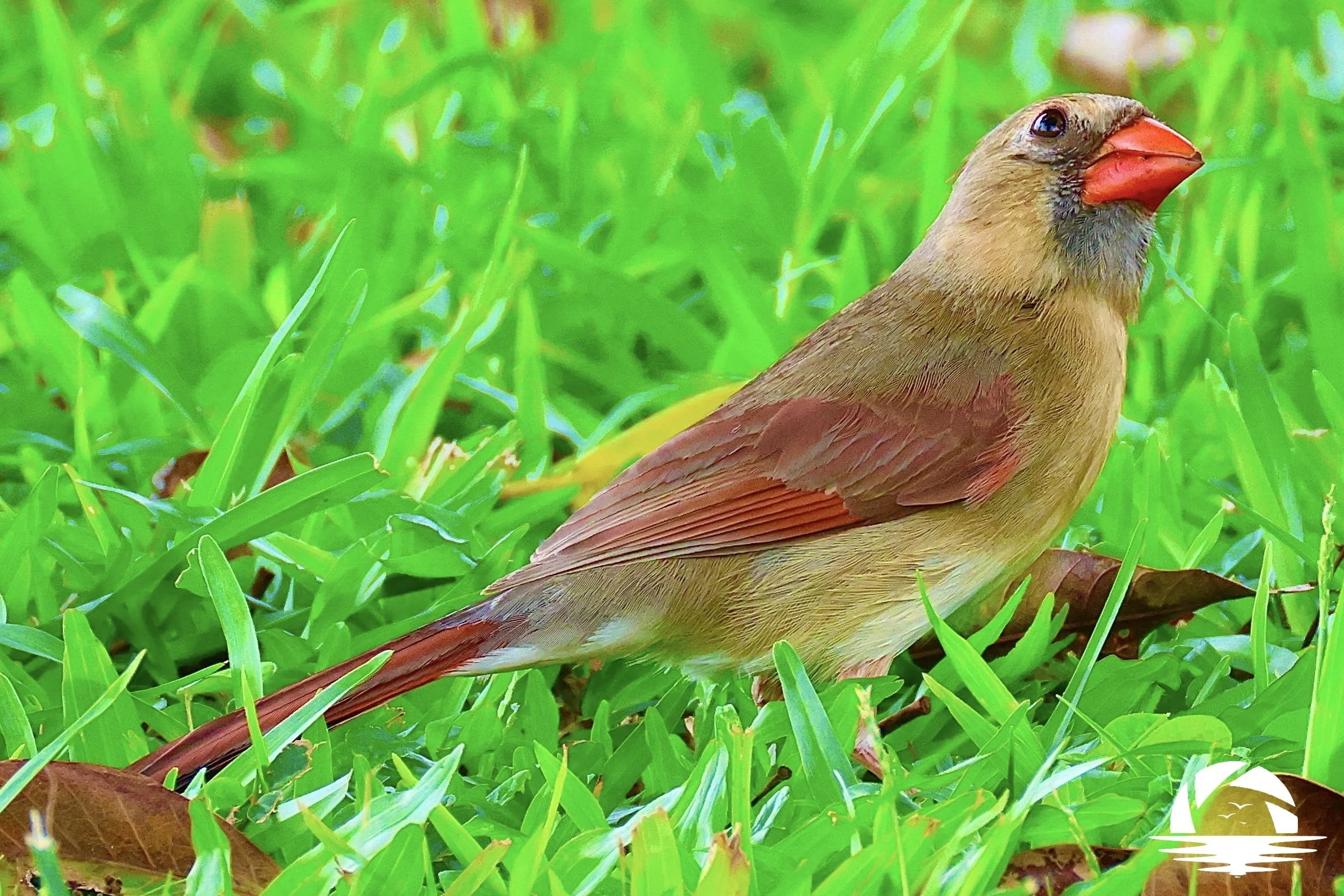 Hawaiian Bird #12