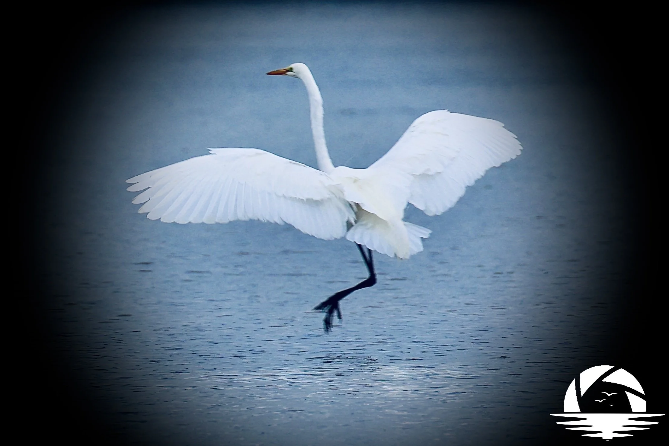 Central Coast Bird #8