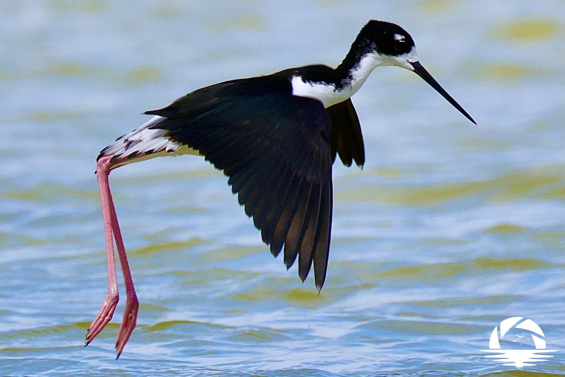 Hawaiian Bird #13