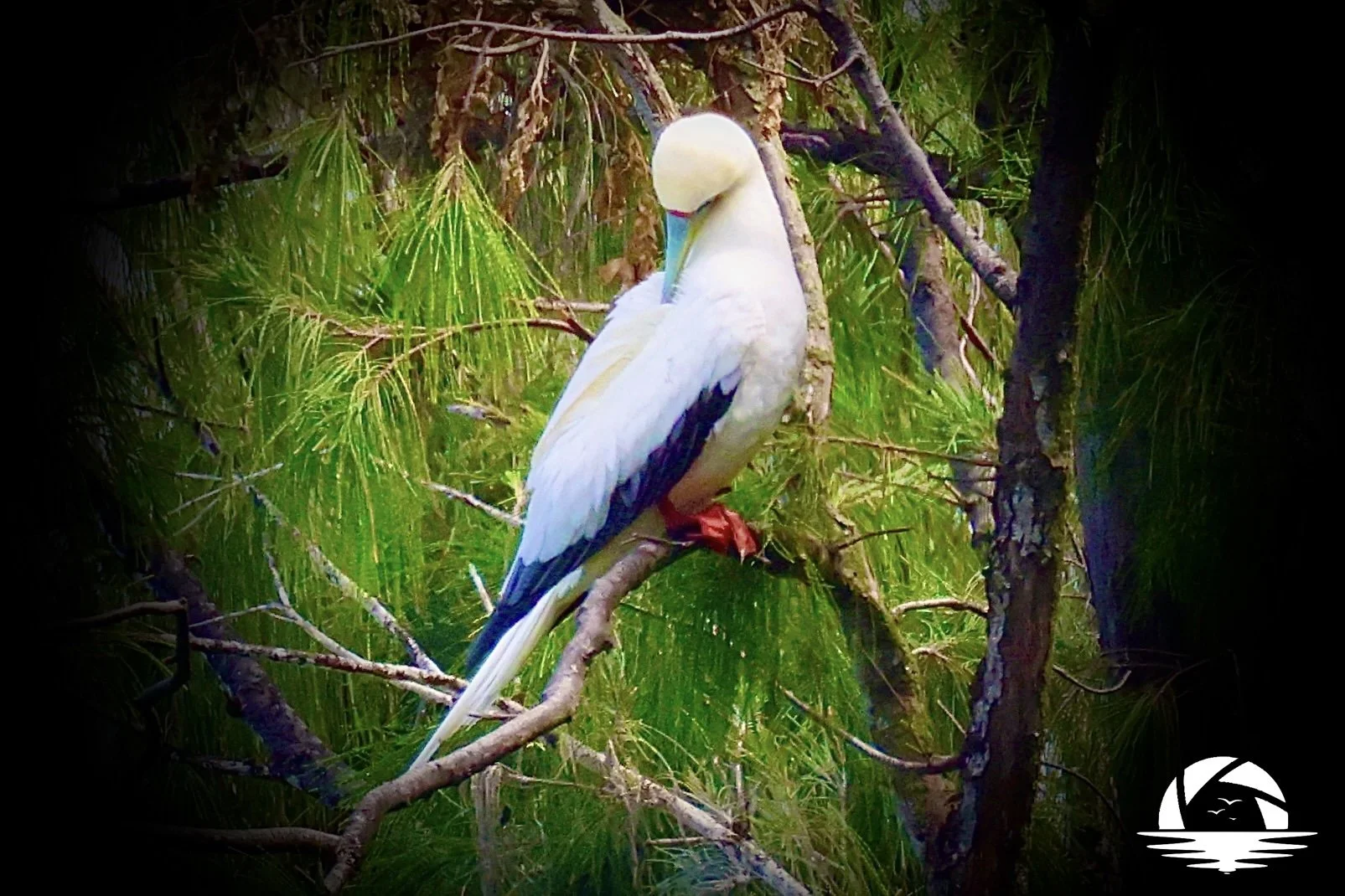 Hawaiian Bird #20