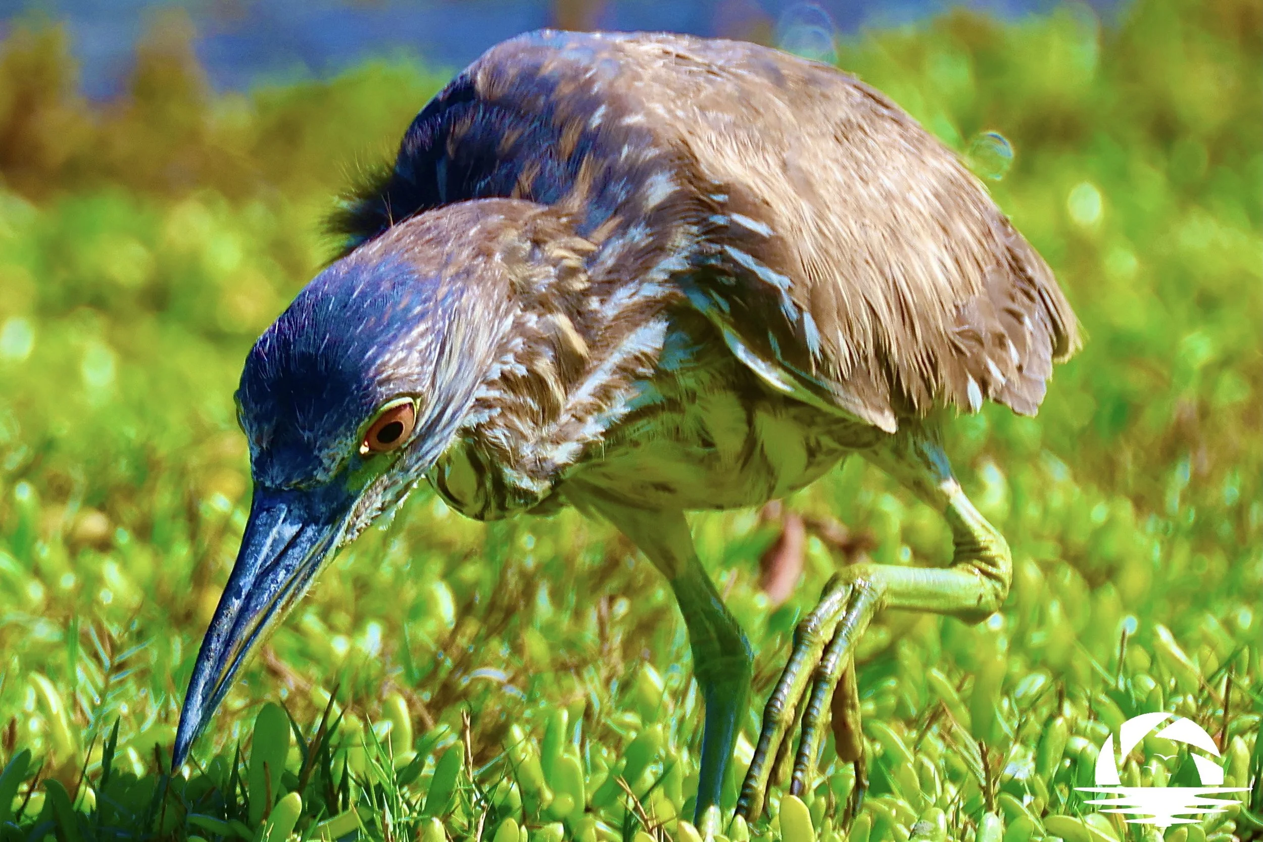 Hawaiian Bird #7