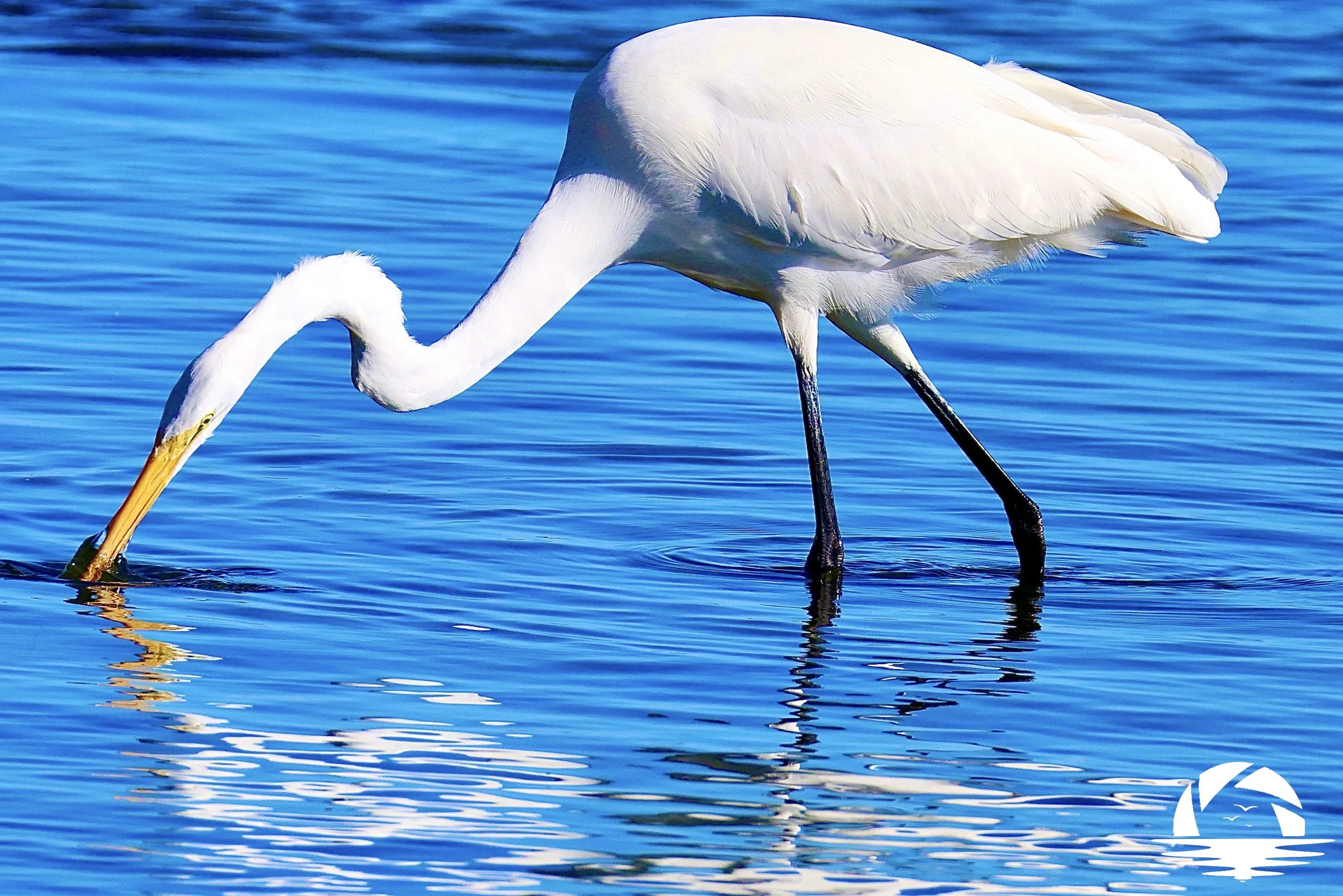 Central Coast Bird #4