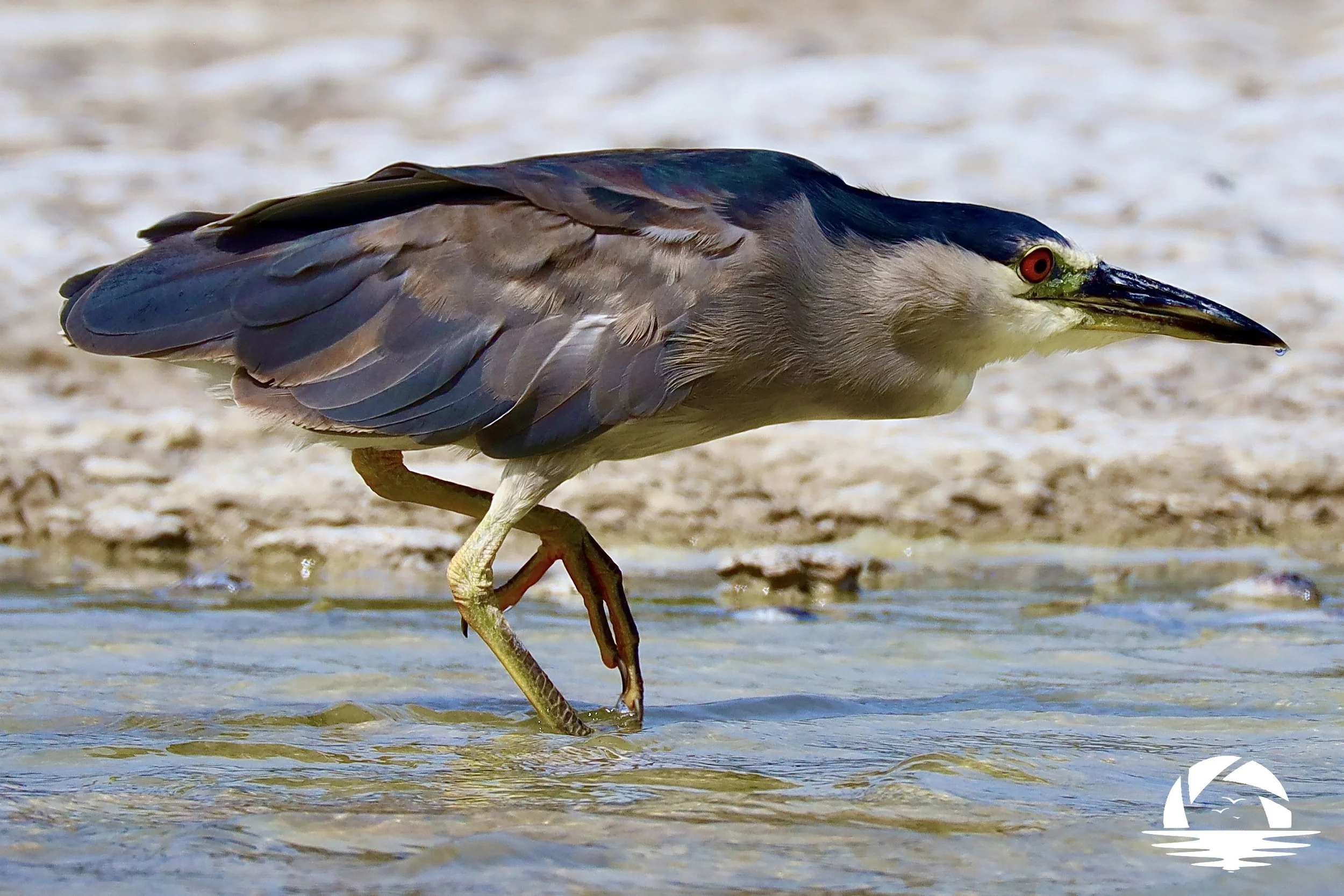 Hawaiian Bird #4