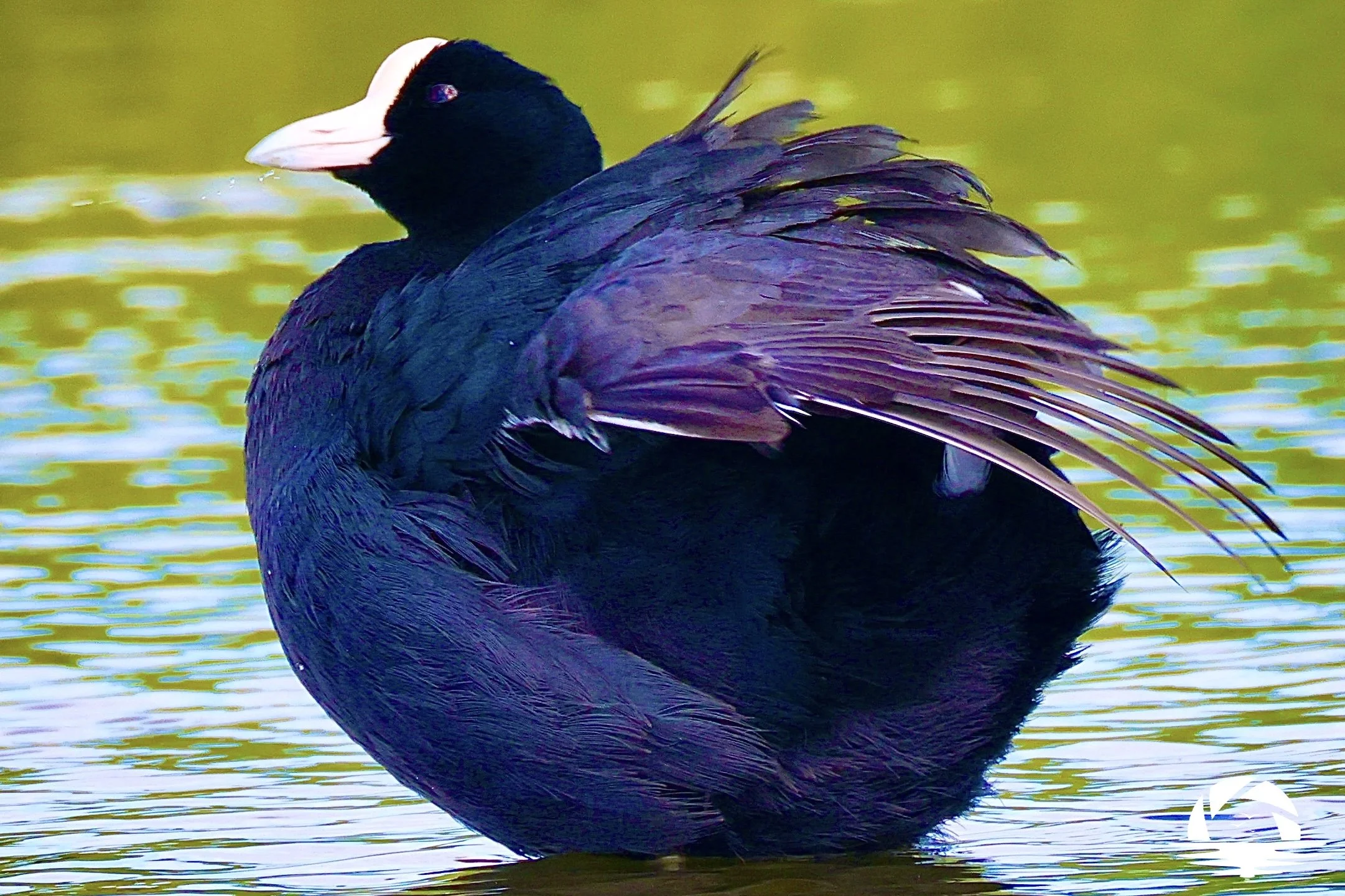 Hawaiian Bird #16