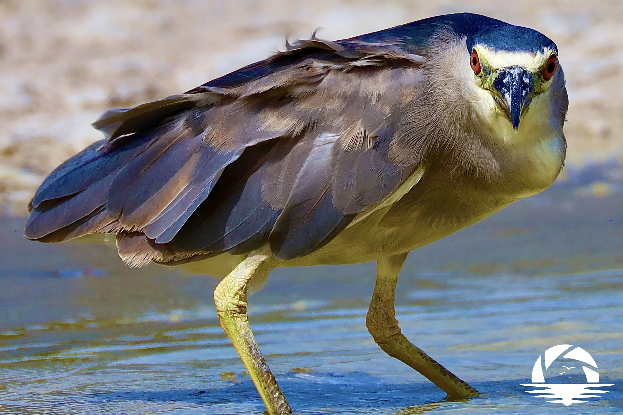 Hawaiian Bird #5