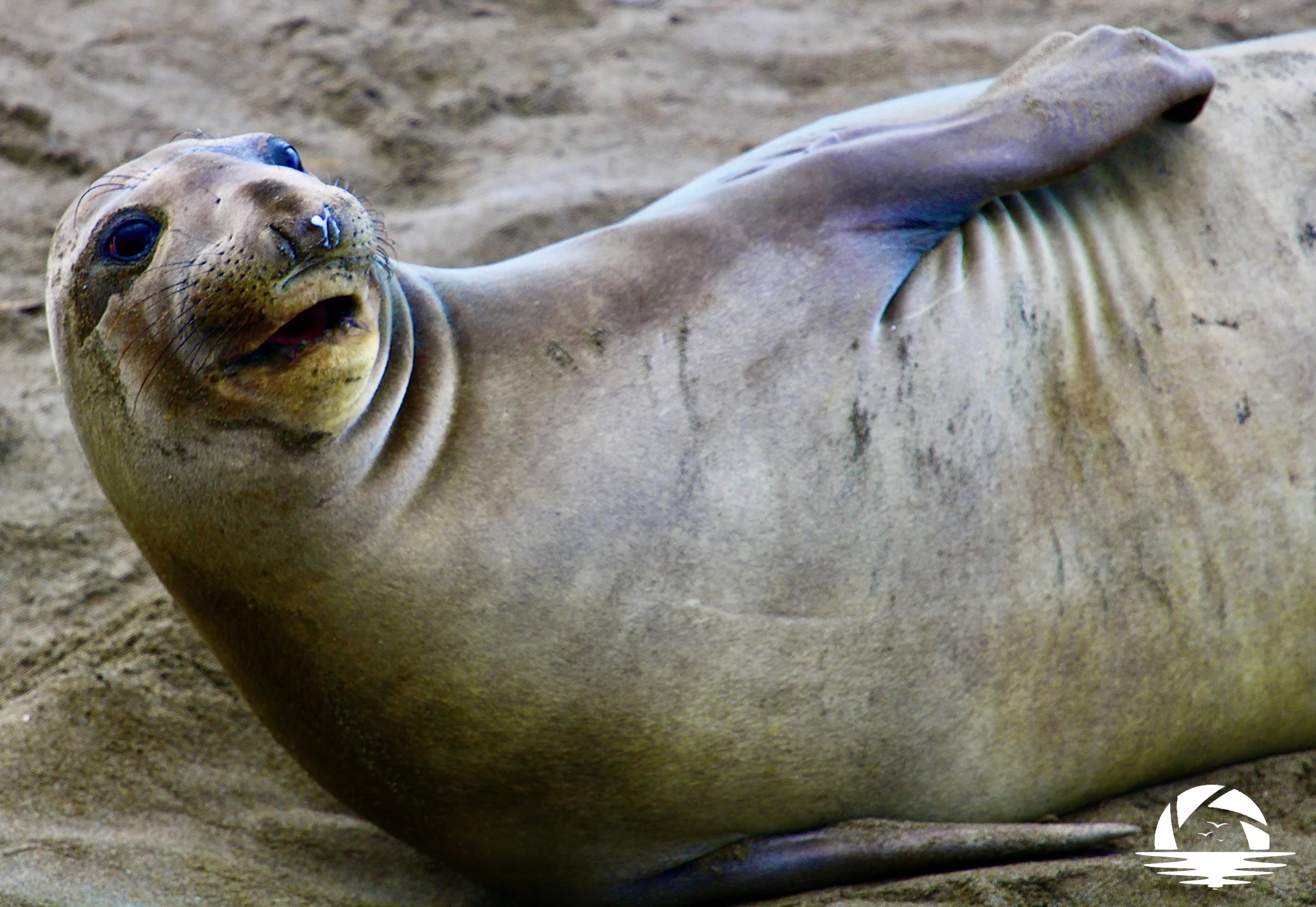 Central Coast Sealife #11
