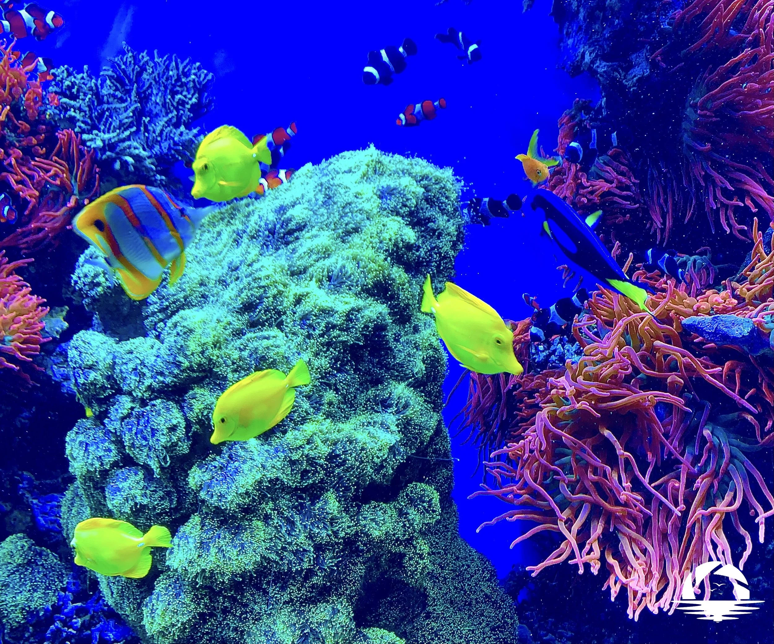 Hawaiian Sealife #9