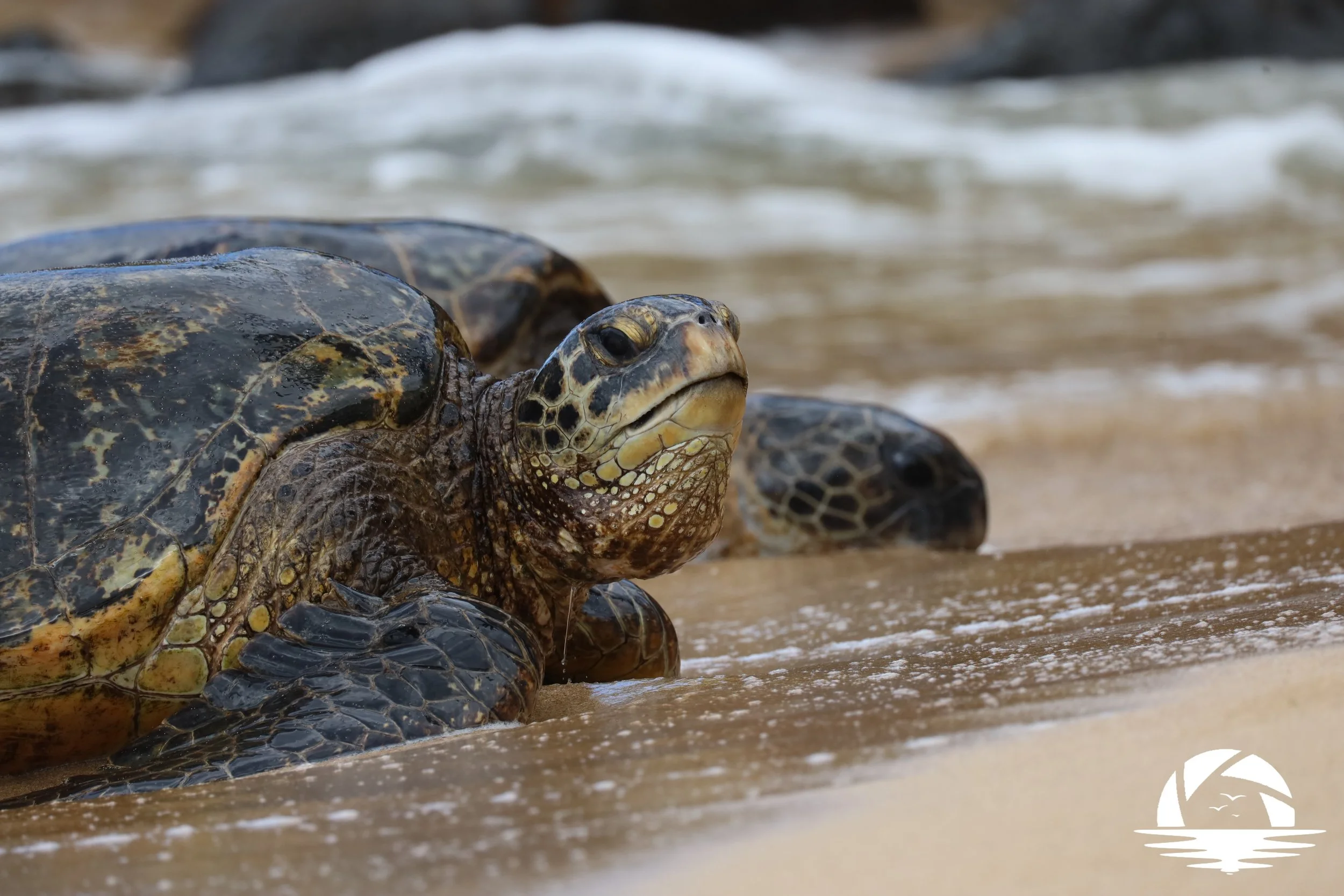 Hawaiian Sealife #11