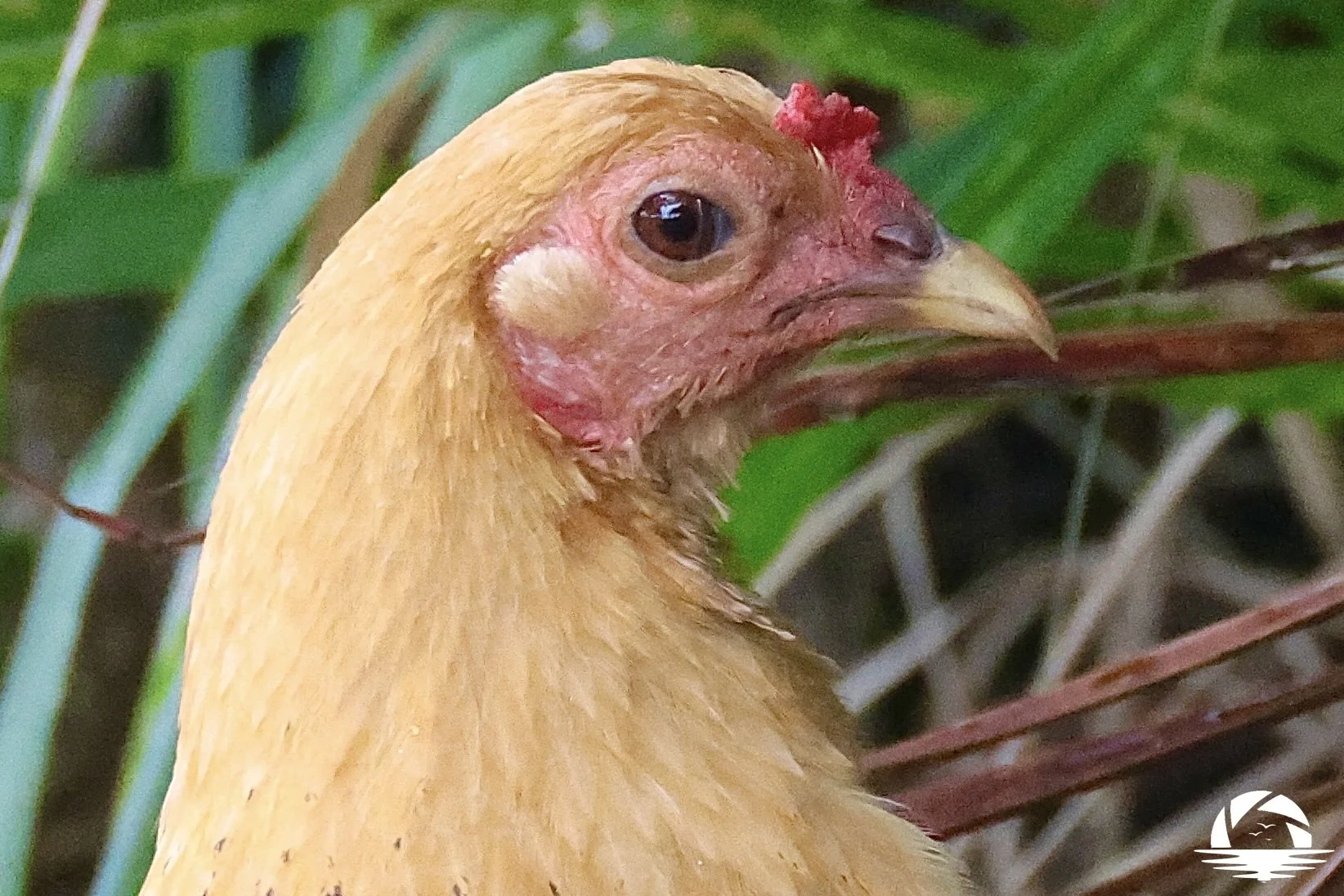 Hawaiian Bird #8
