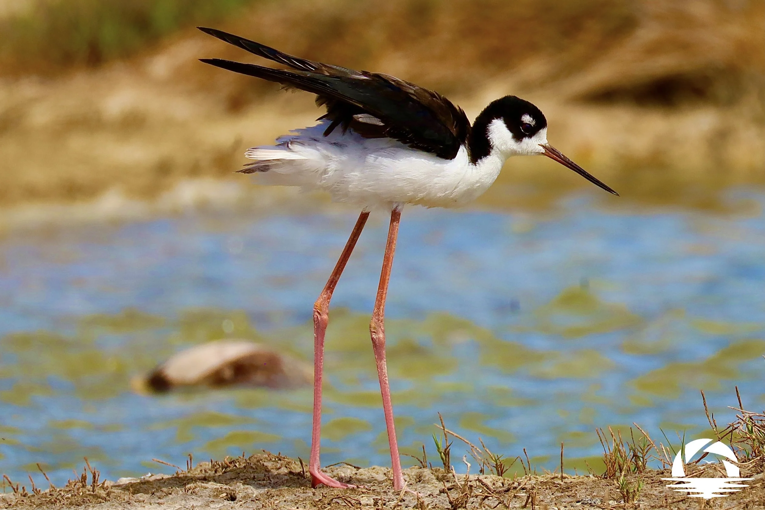 Hawaiian Bird #15