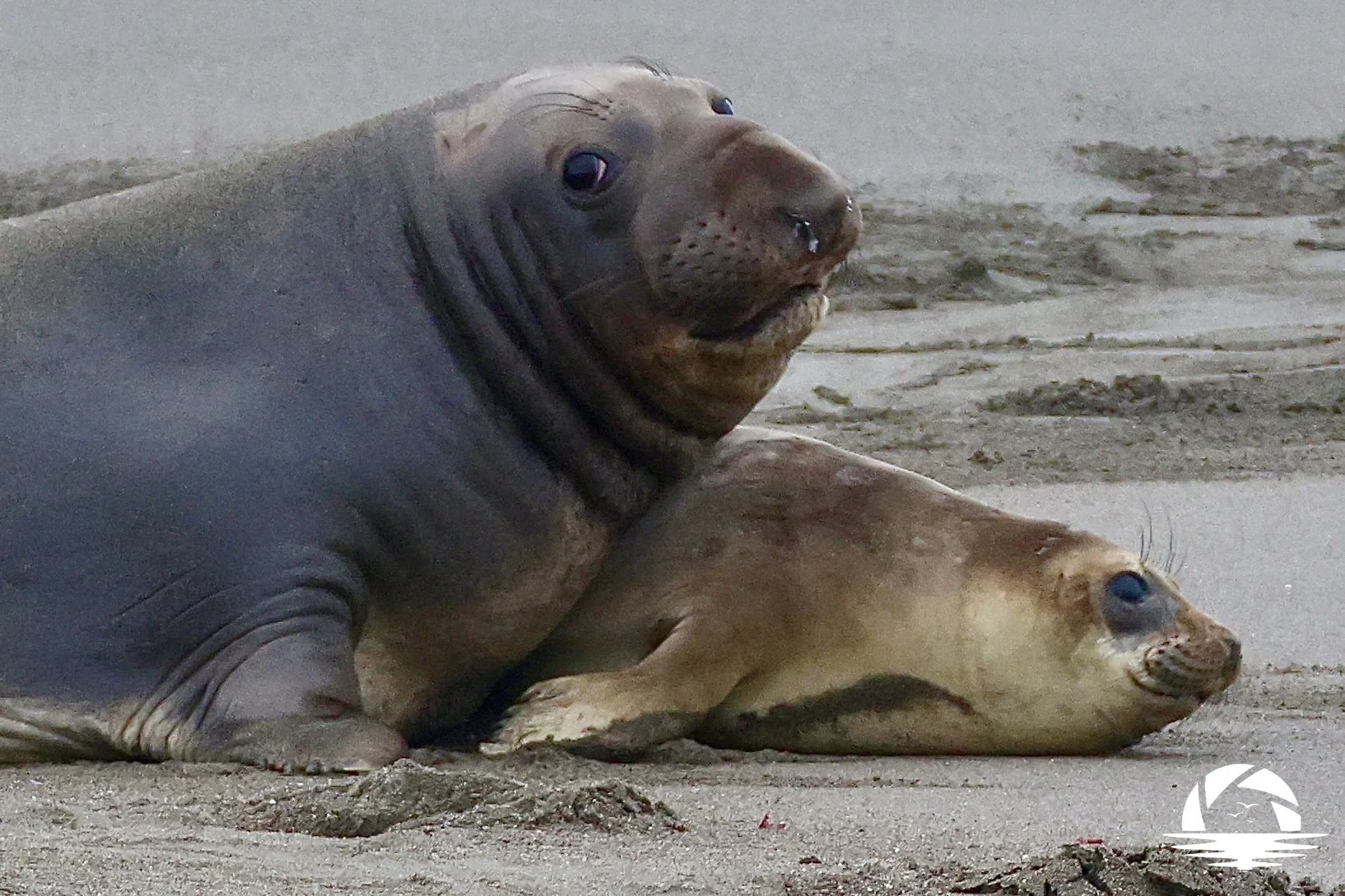 Central Coast Sealife #8