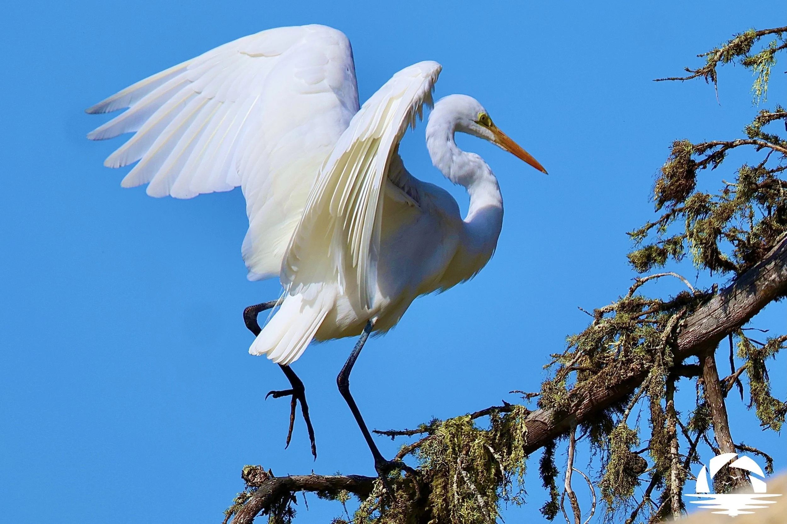Central Coast Bird #6