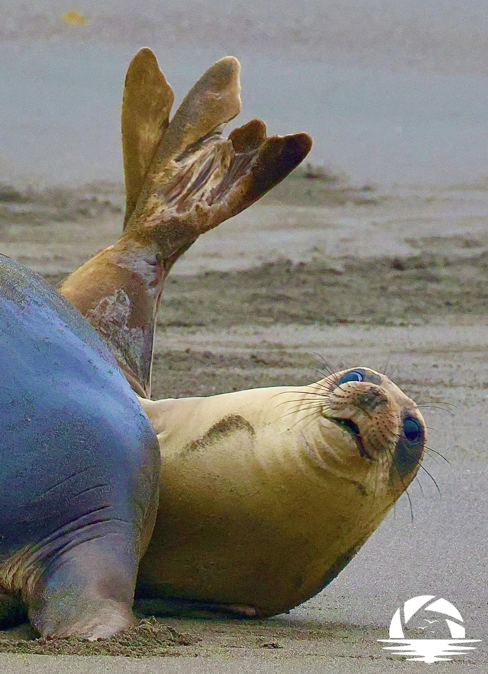 Central Coast Sealife #9