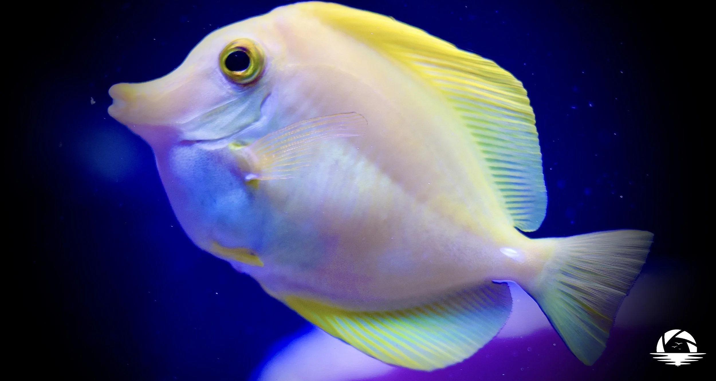Hawaiian Sealife #8