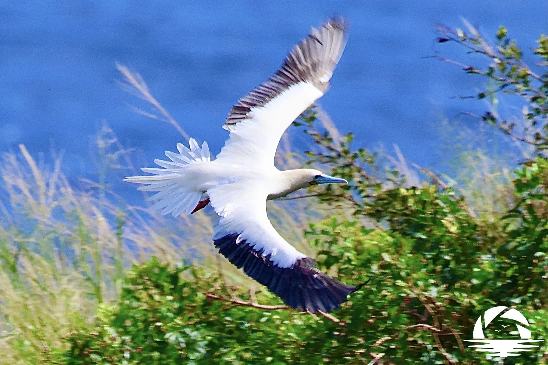 Hawaiian Bird #1