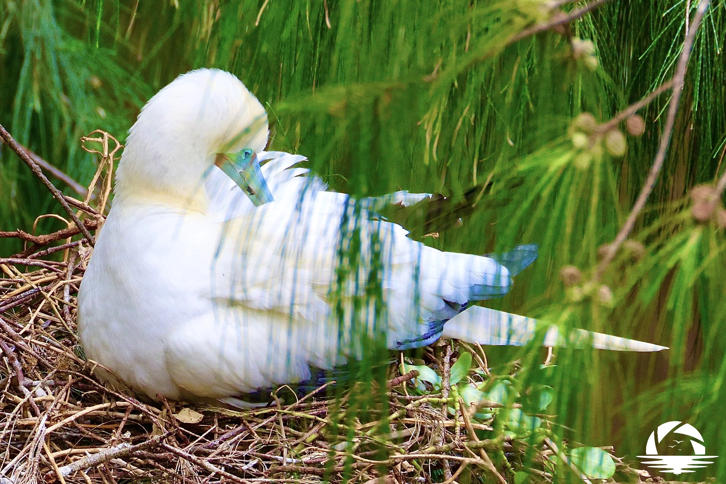 Hawaiian Bird #2