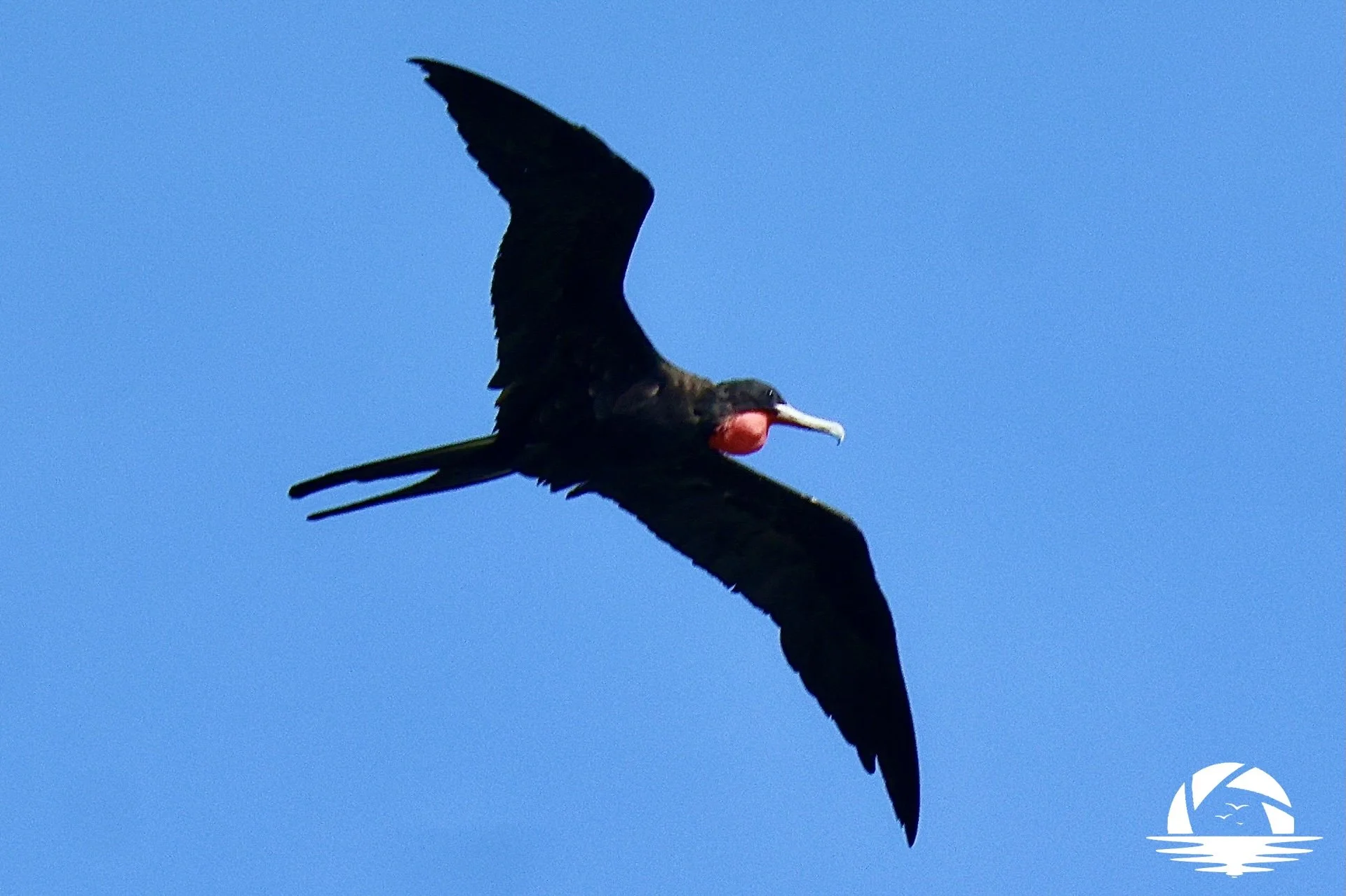 Hawaiian Bird #3