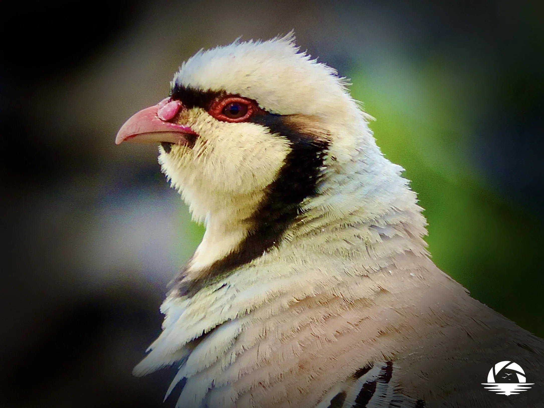 Hawaiian Bird #18