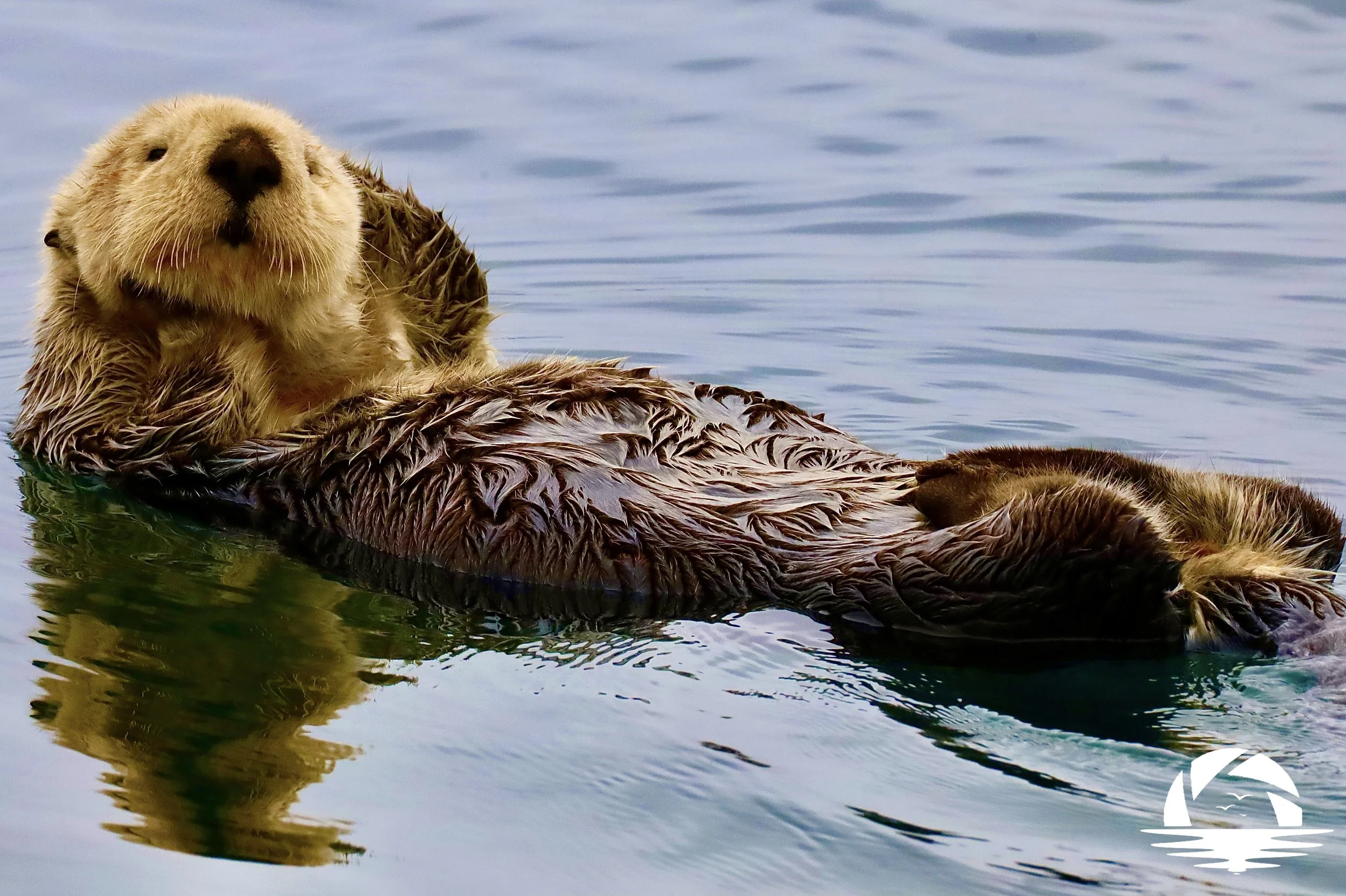 Central Coast Sealife #5
