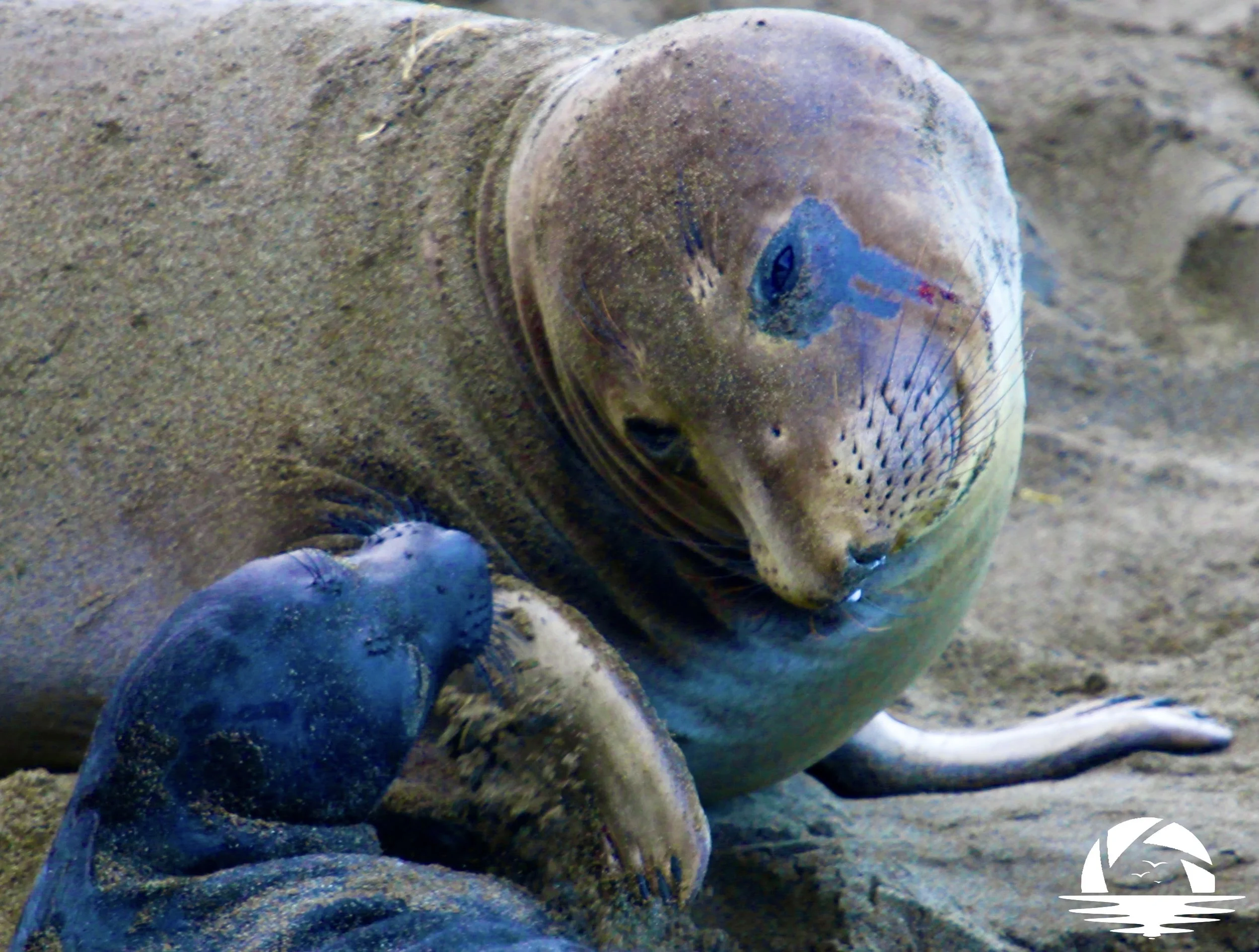 Central Coast Sealife #10
