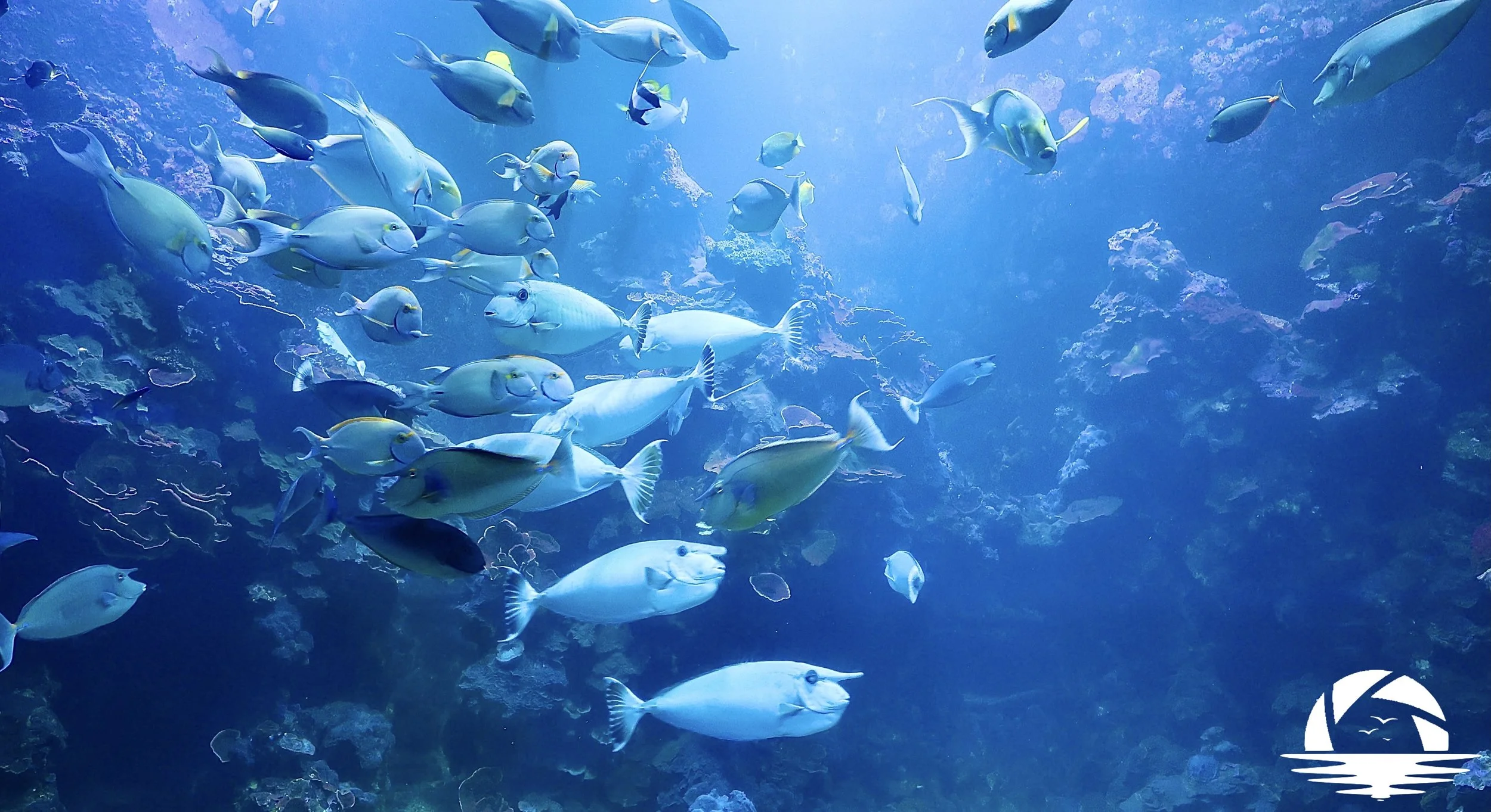 Hawaiian Sealife #4