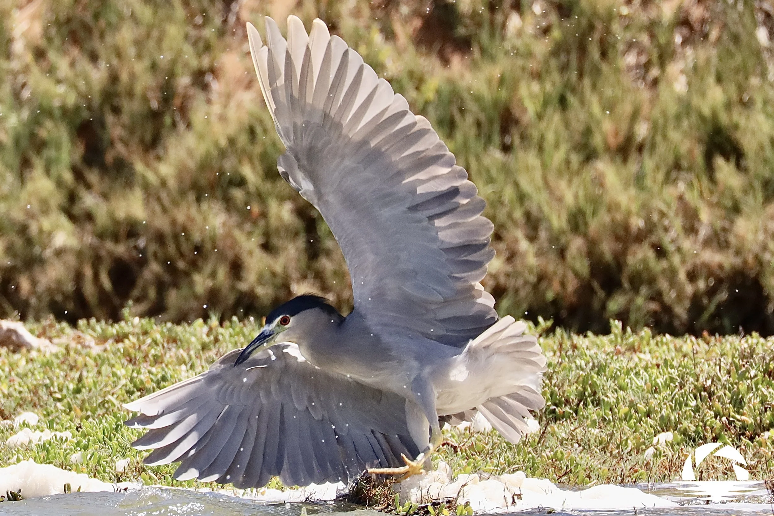 Hawaiian Bird #6