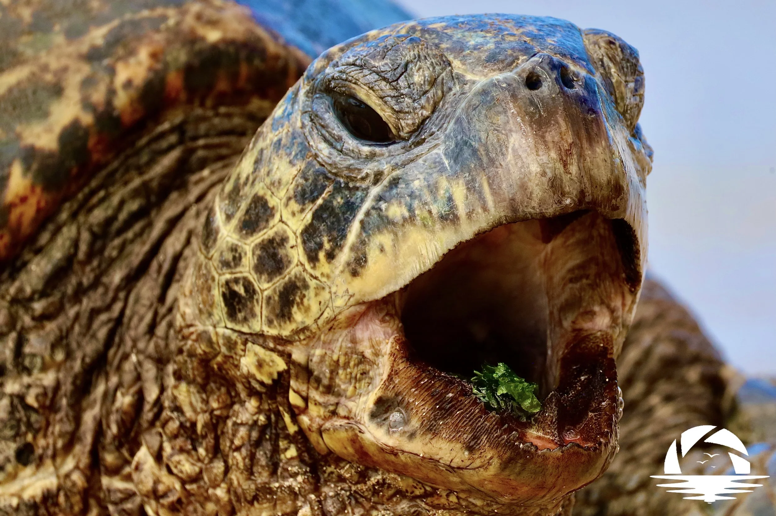 Hawaiian Sealife #12