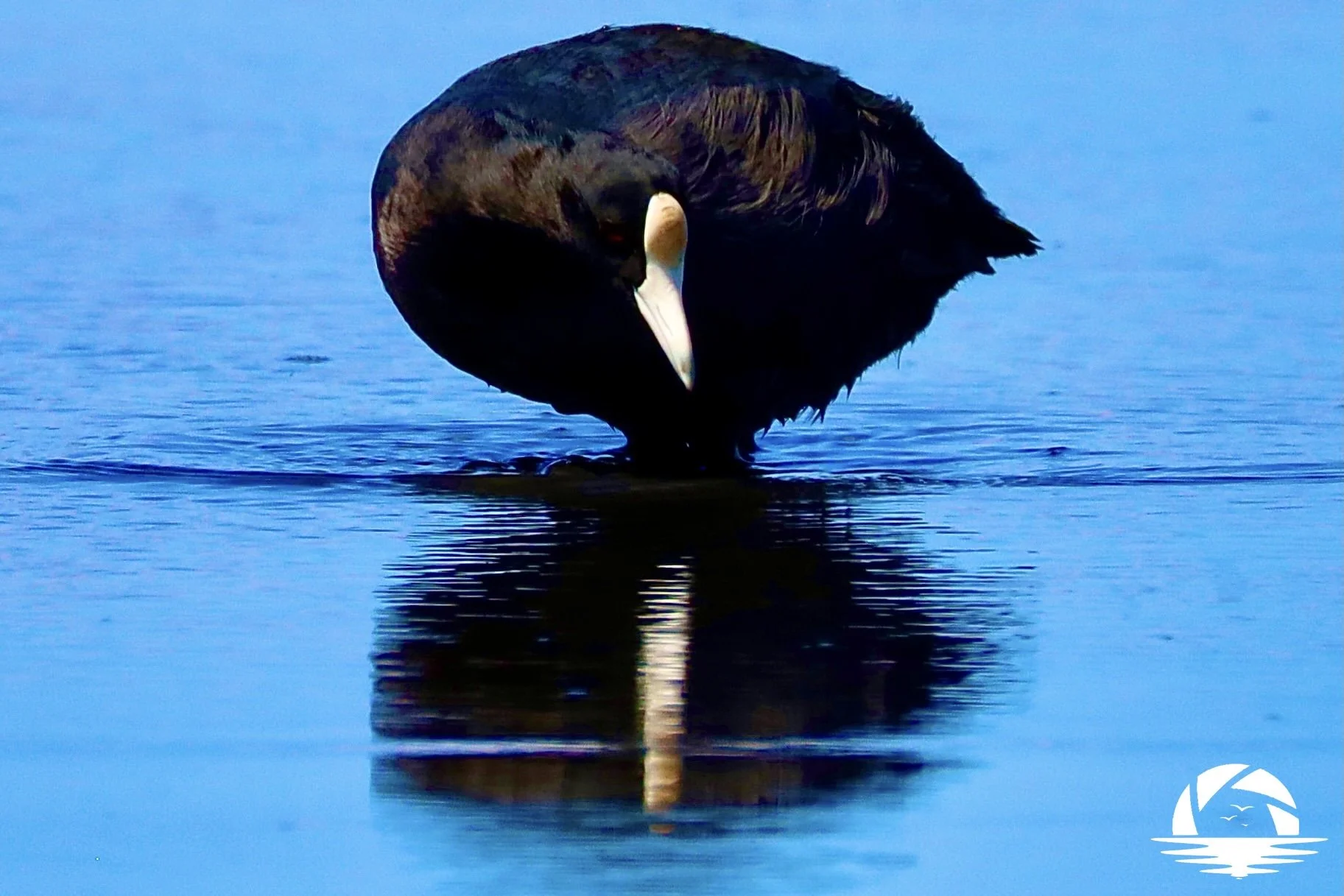 Hawaiian Bird #17