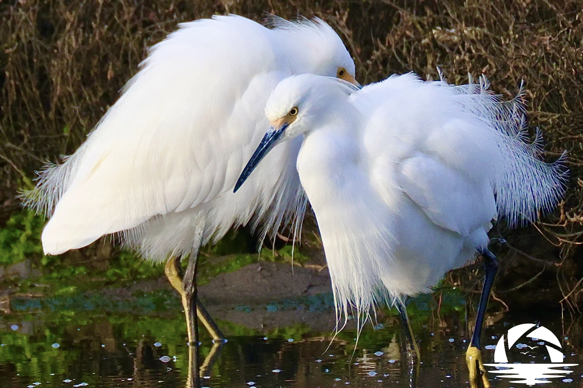 Central Coast Bird #5