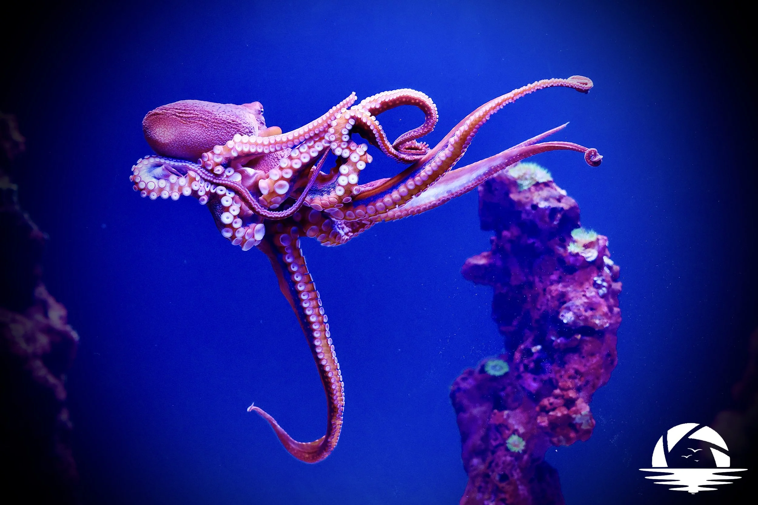 Hawaiian Sealife #1