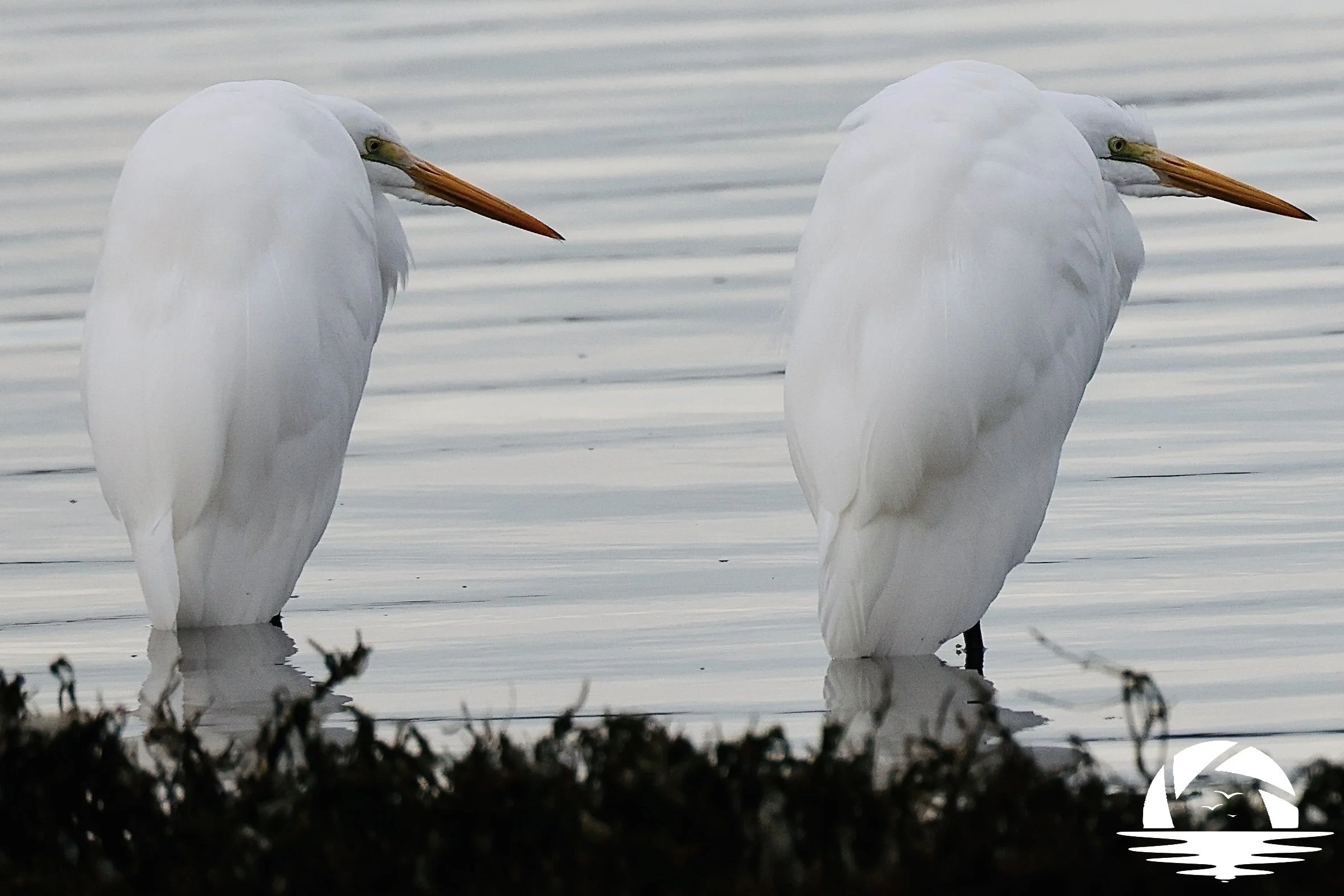 Central Coast Bird #7