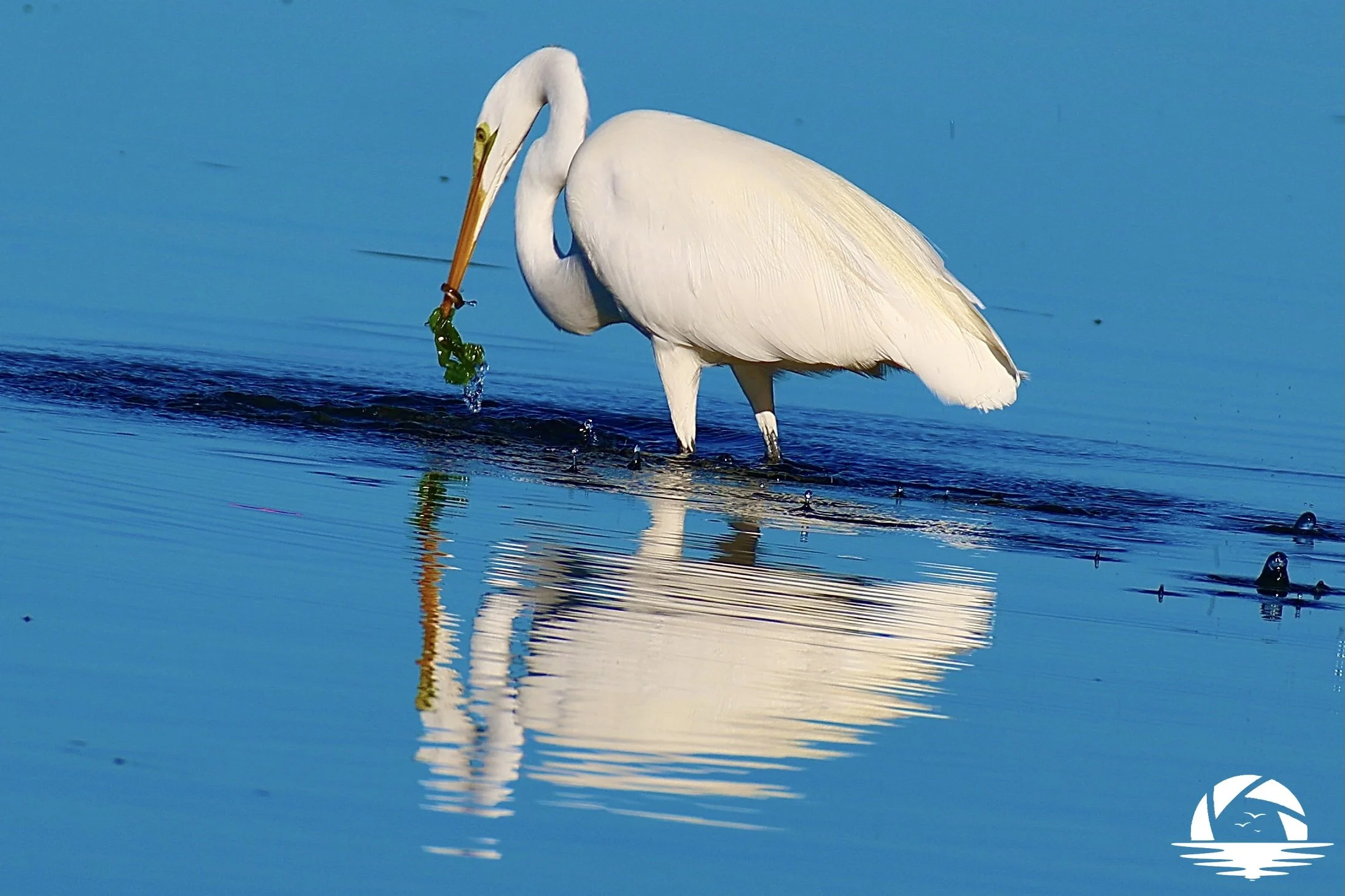 Central Coast Bird #1