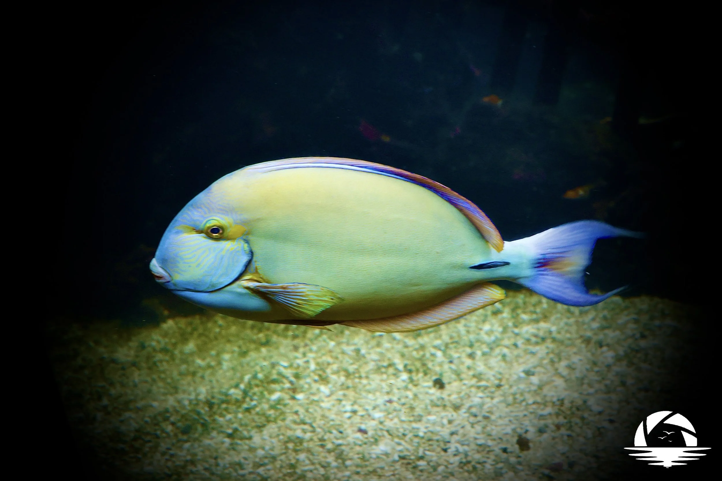 Hawaiian Sealife #7