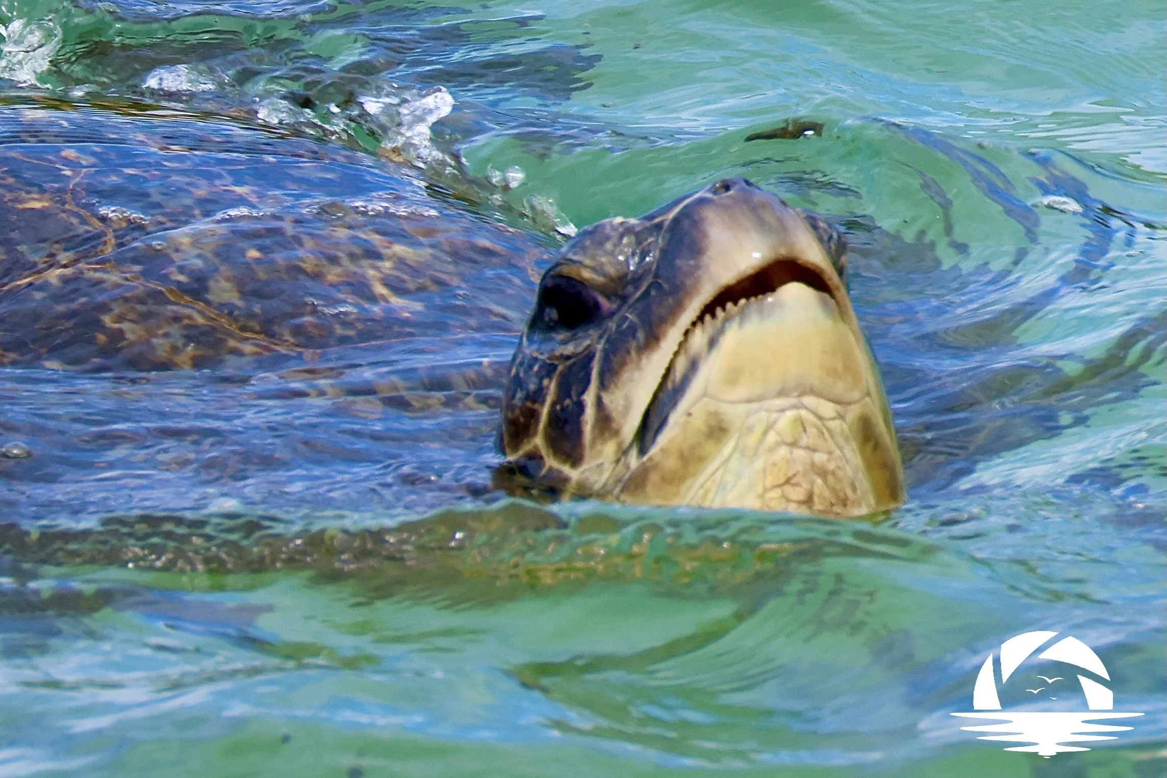 Hawaiian Sealife #13