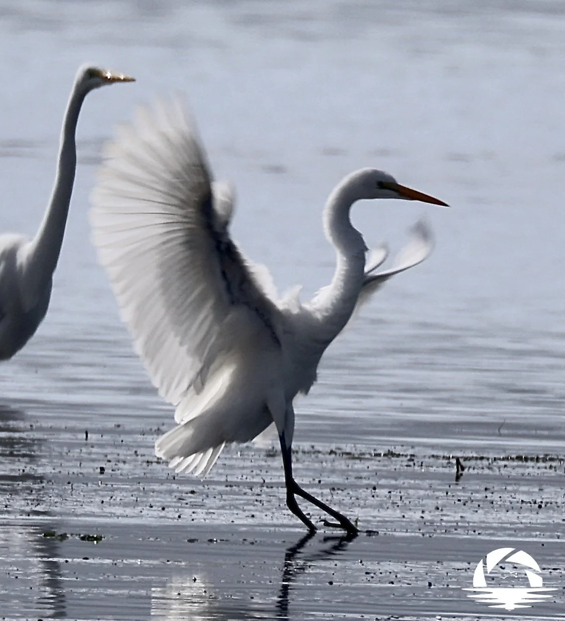 Central Coast Bird #2