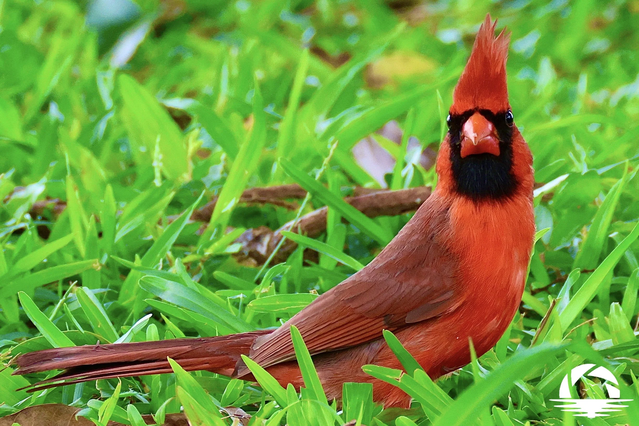 Hawaiian Bird #11
