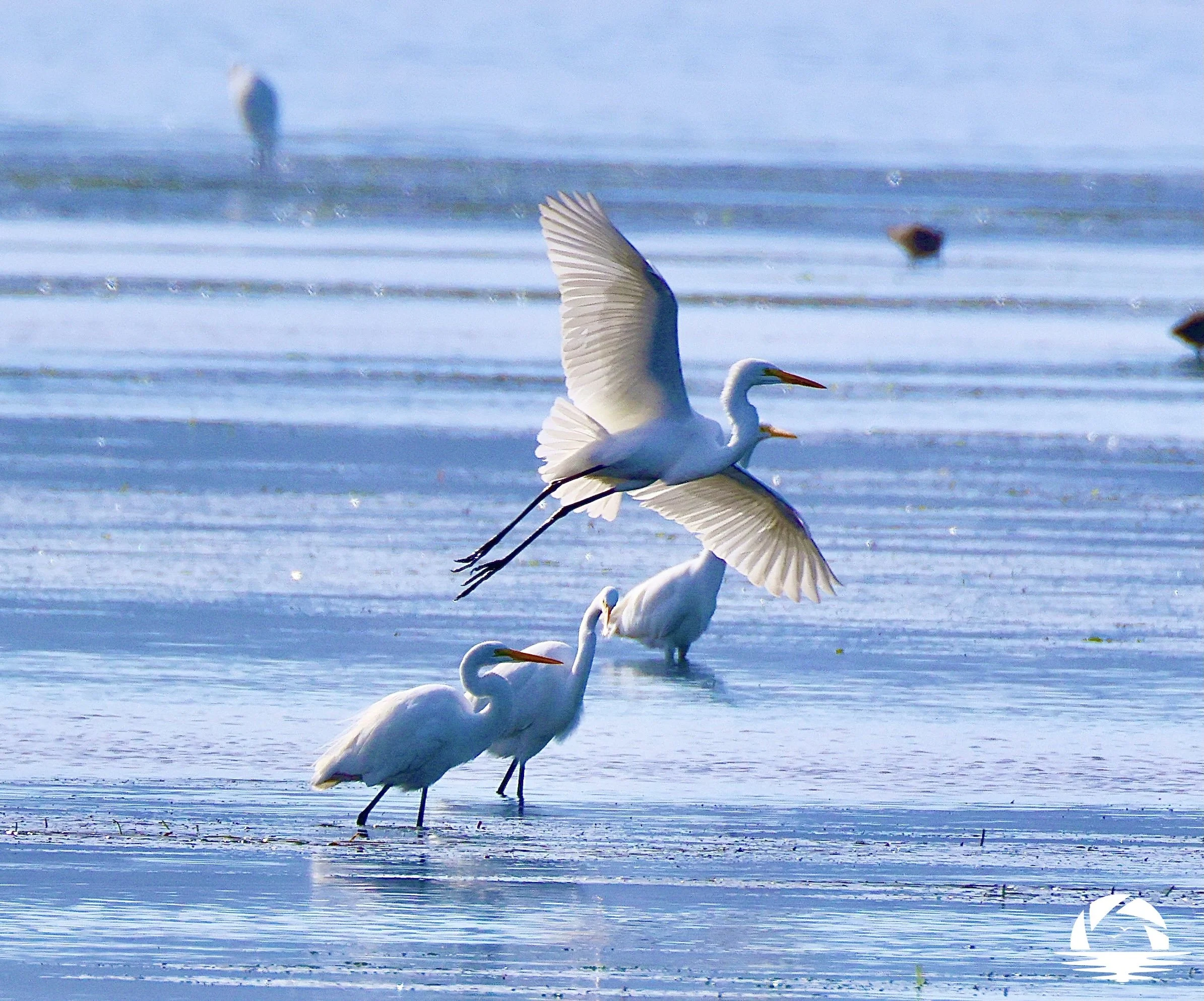 Central Coast Bird #3