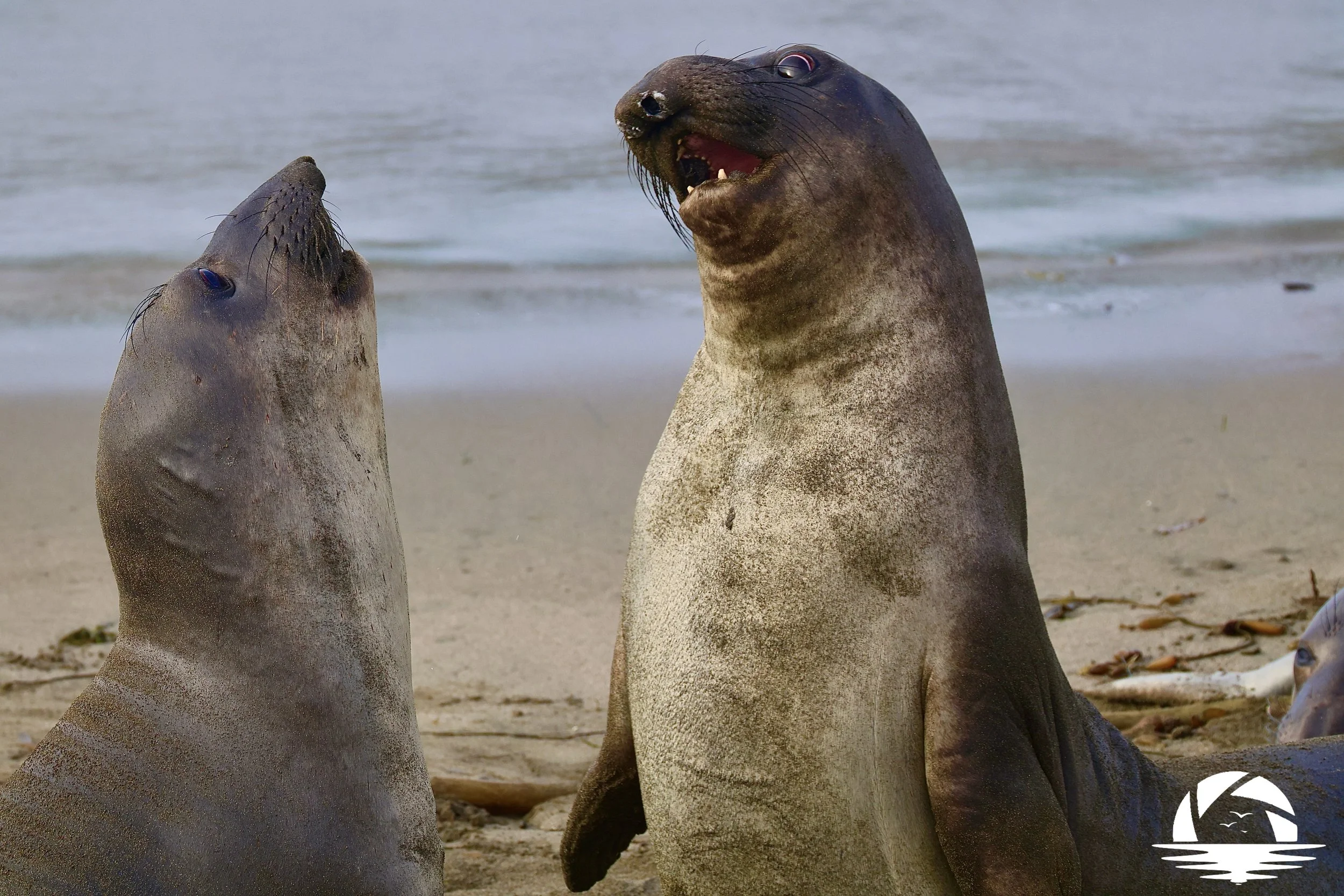 Central Coast Sealife #7