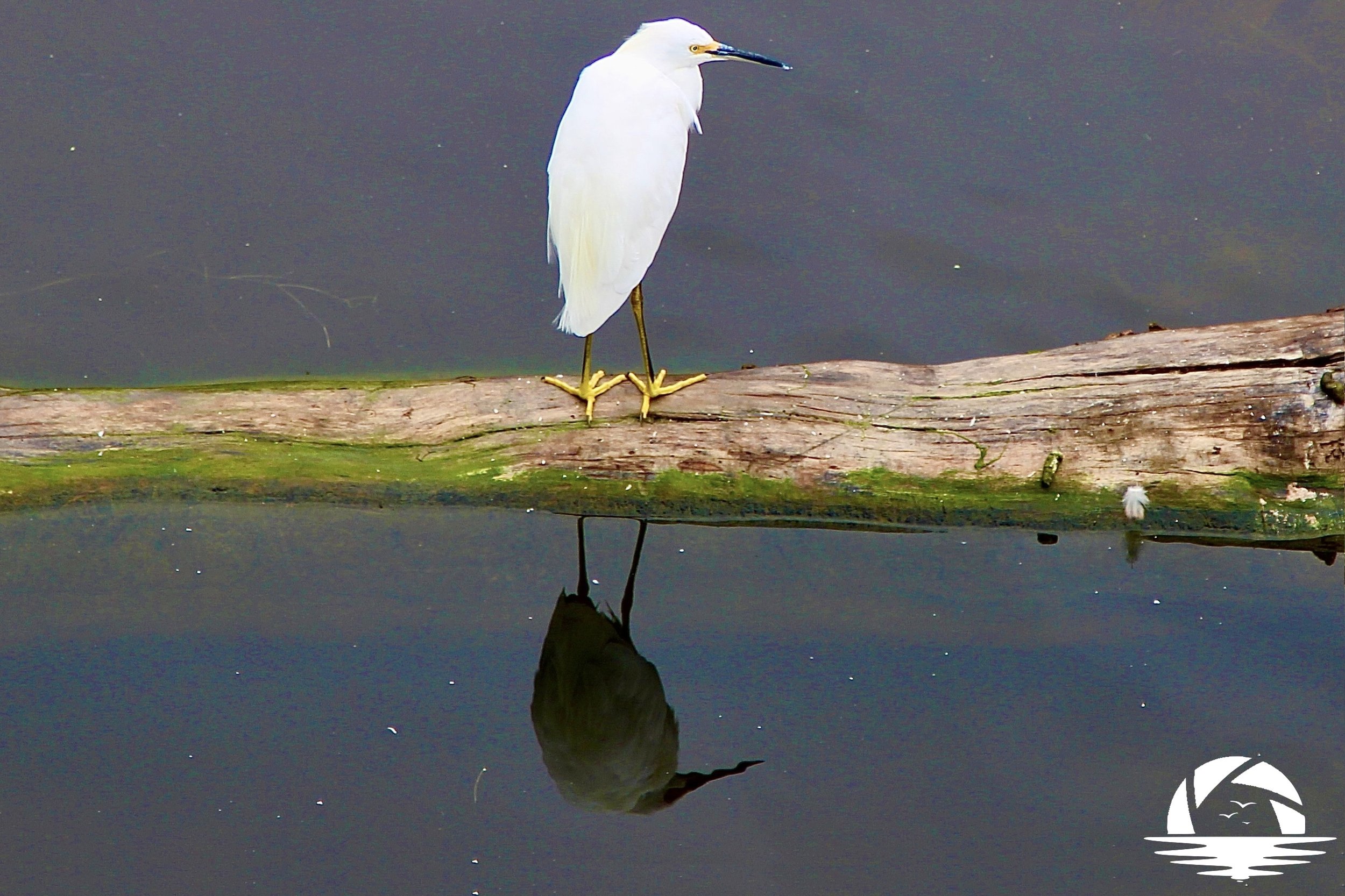 Central Coast Bird #9