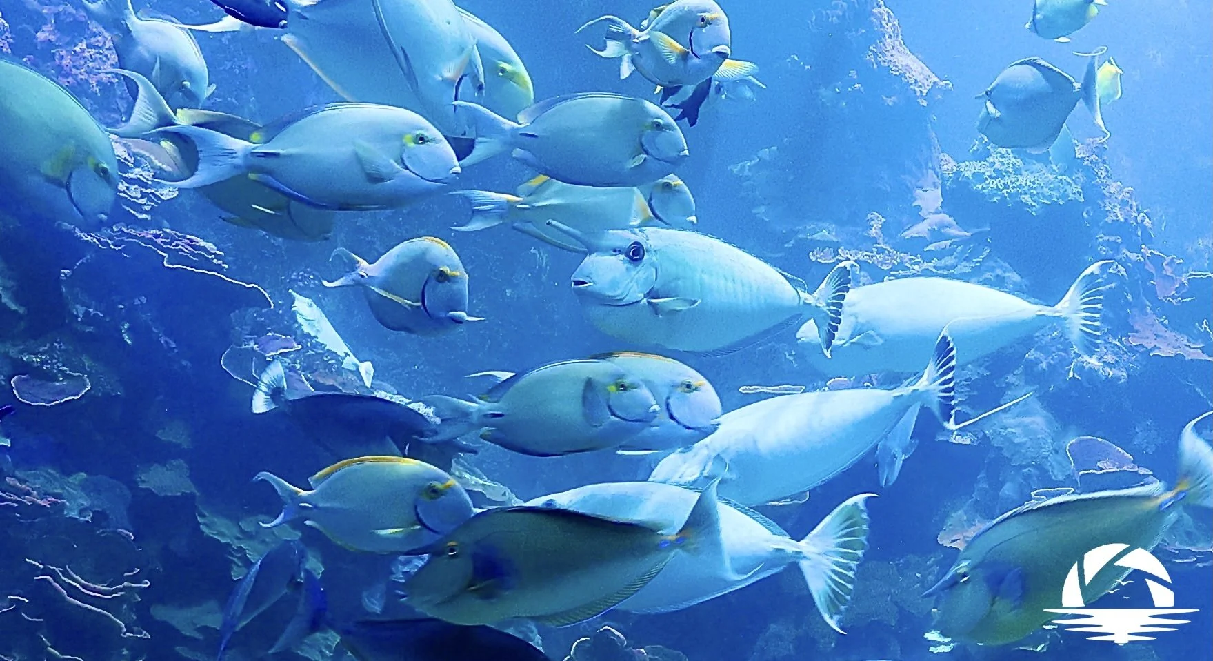 Hawaiian Sealife #5